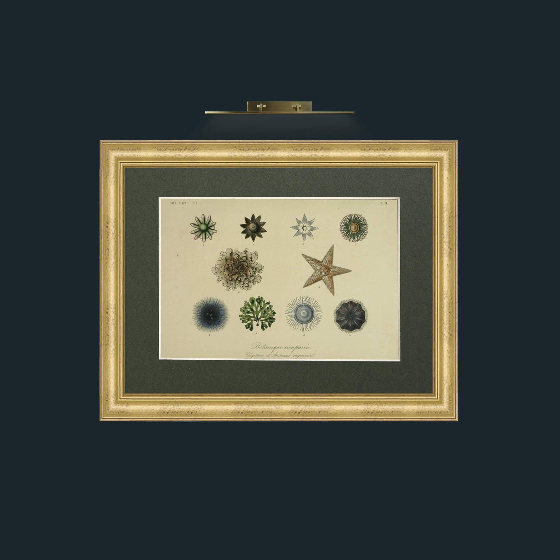 Art-Botanique Comparee-Frame-9WideGilt-Mount-2Green.jpg