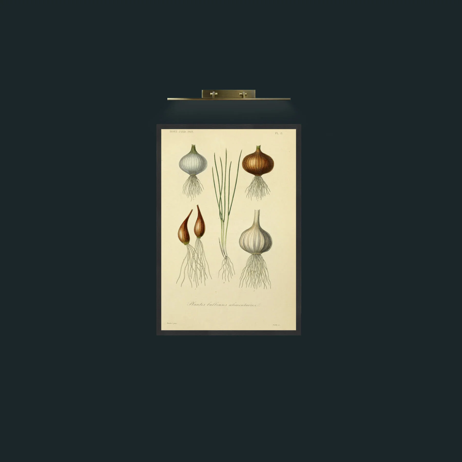 Art-Bulbeuses-Frame-7Black.jpg