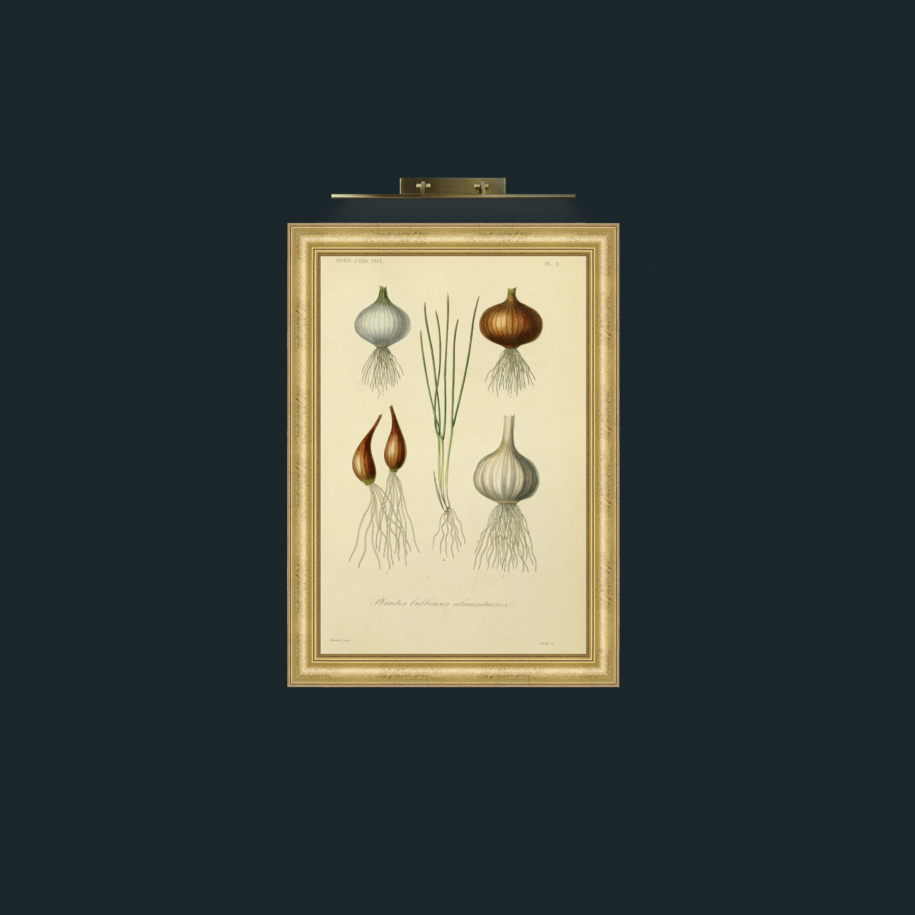 Art-Bulbeuses-Frame-9WideGilt.jpg