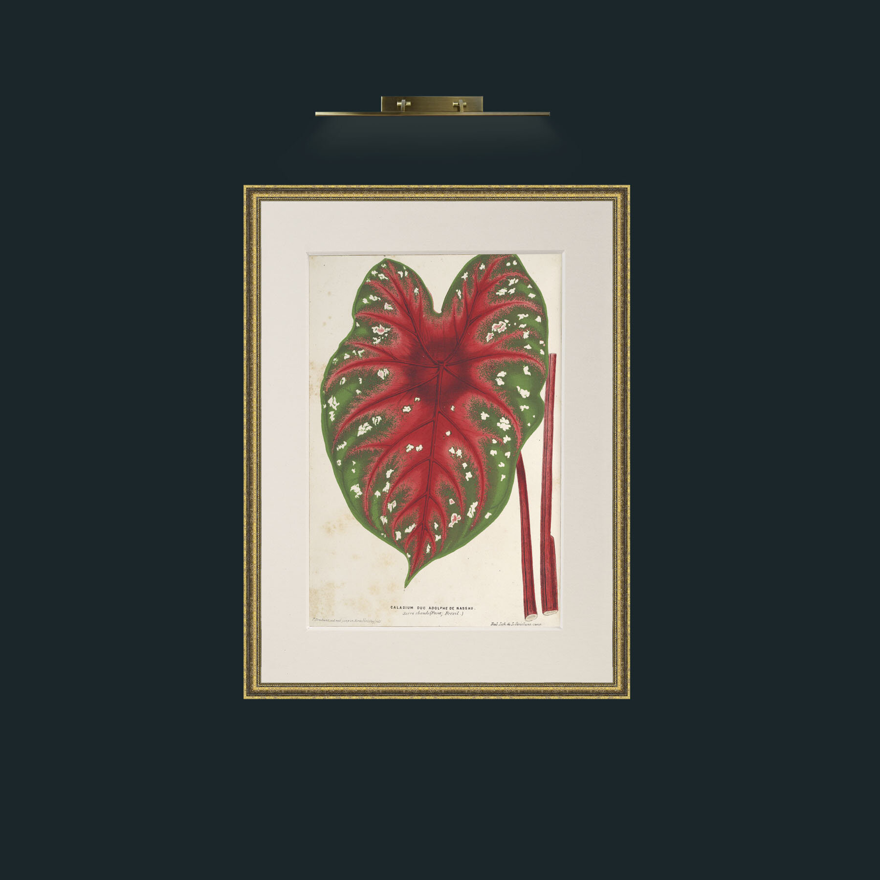 Art-Caladium duc Adolphe de Nassau.jpg-Frame-1TexturedGilt-Mount-1Antique.jpg