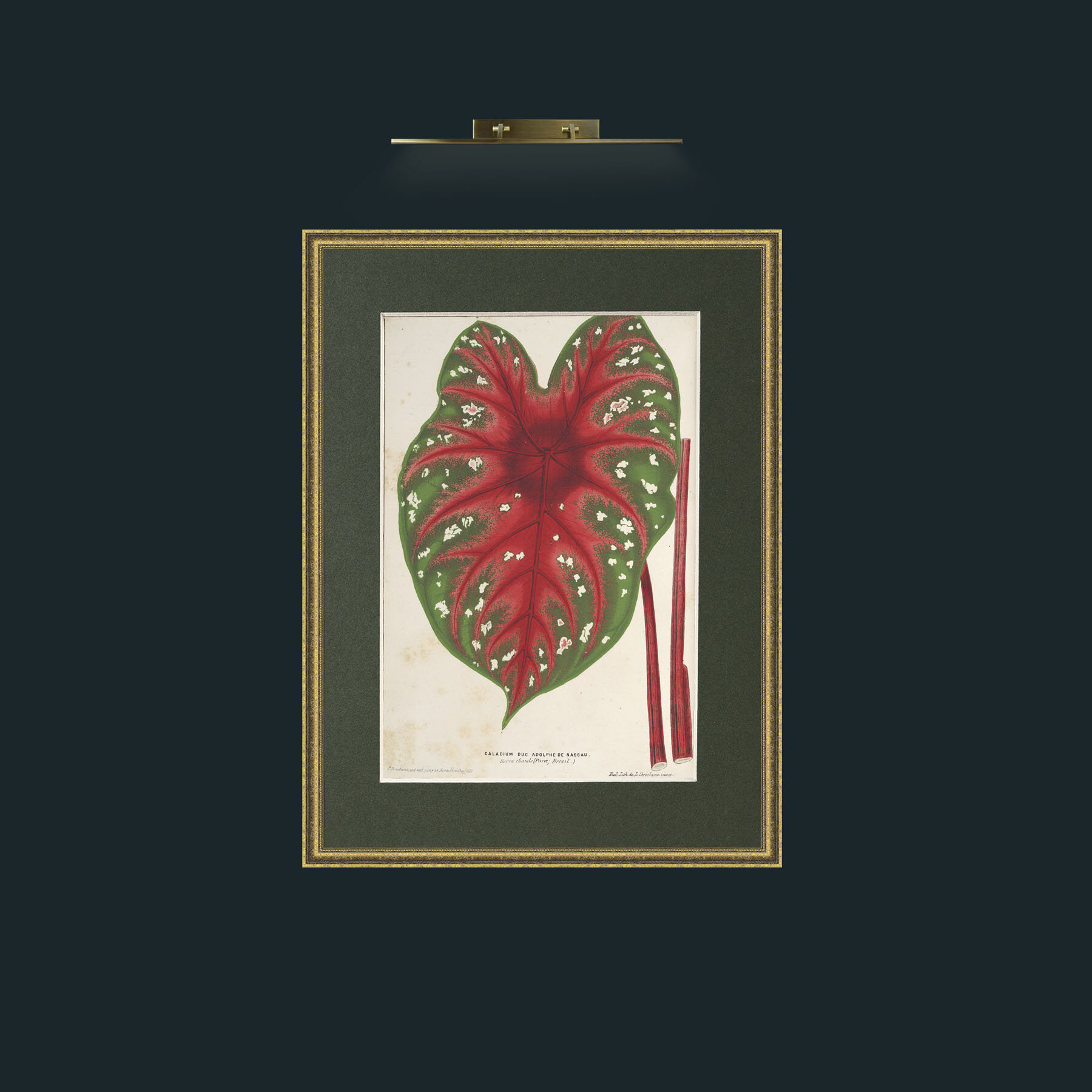 Art-Caladium duc Adolphe de Nassau.jpg-Frame-1TexturedGilt-Mount-2Green.jpg
