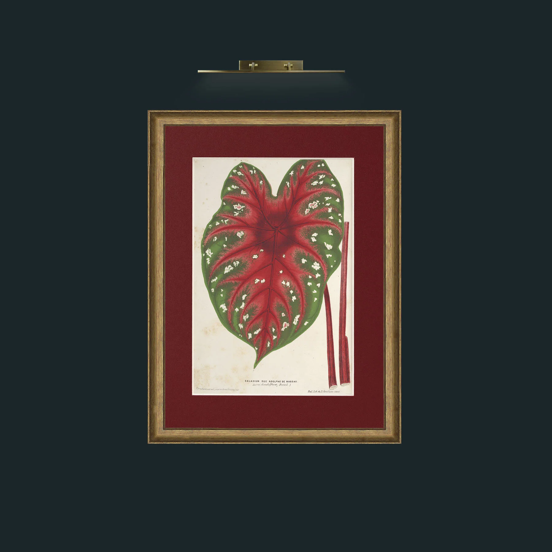 Art-Caladium duc Adolphe de Nassau.jpg-Frame-8AntiqueRedGoldGilt-Mount-4Red.jpg