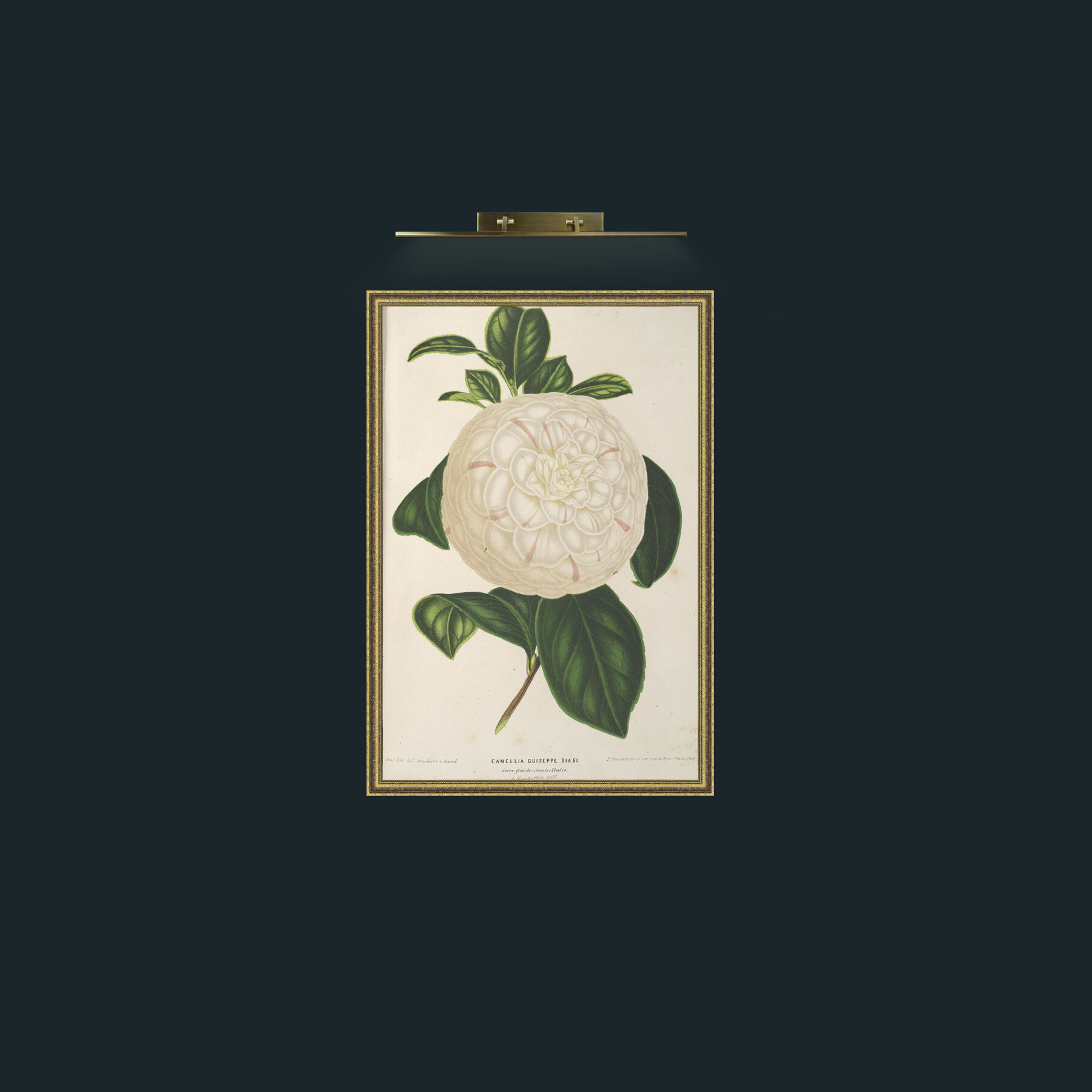 Art-Camellia Guiseppe Biasi-Frame-1GiltTextured.jpg