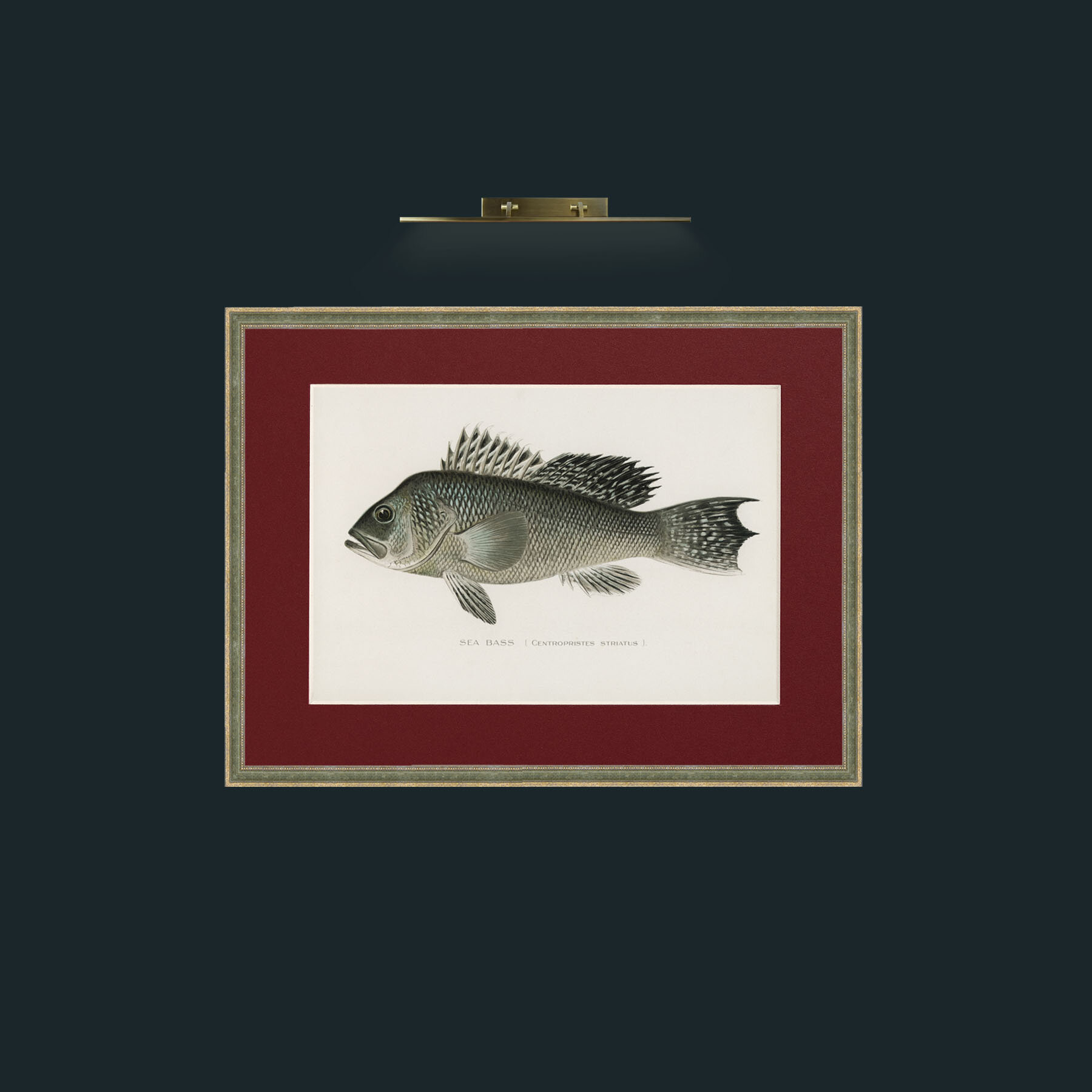 Art-Sea Bass-Frame-2GreenGiltTextured-Mount-4Red.jpg