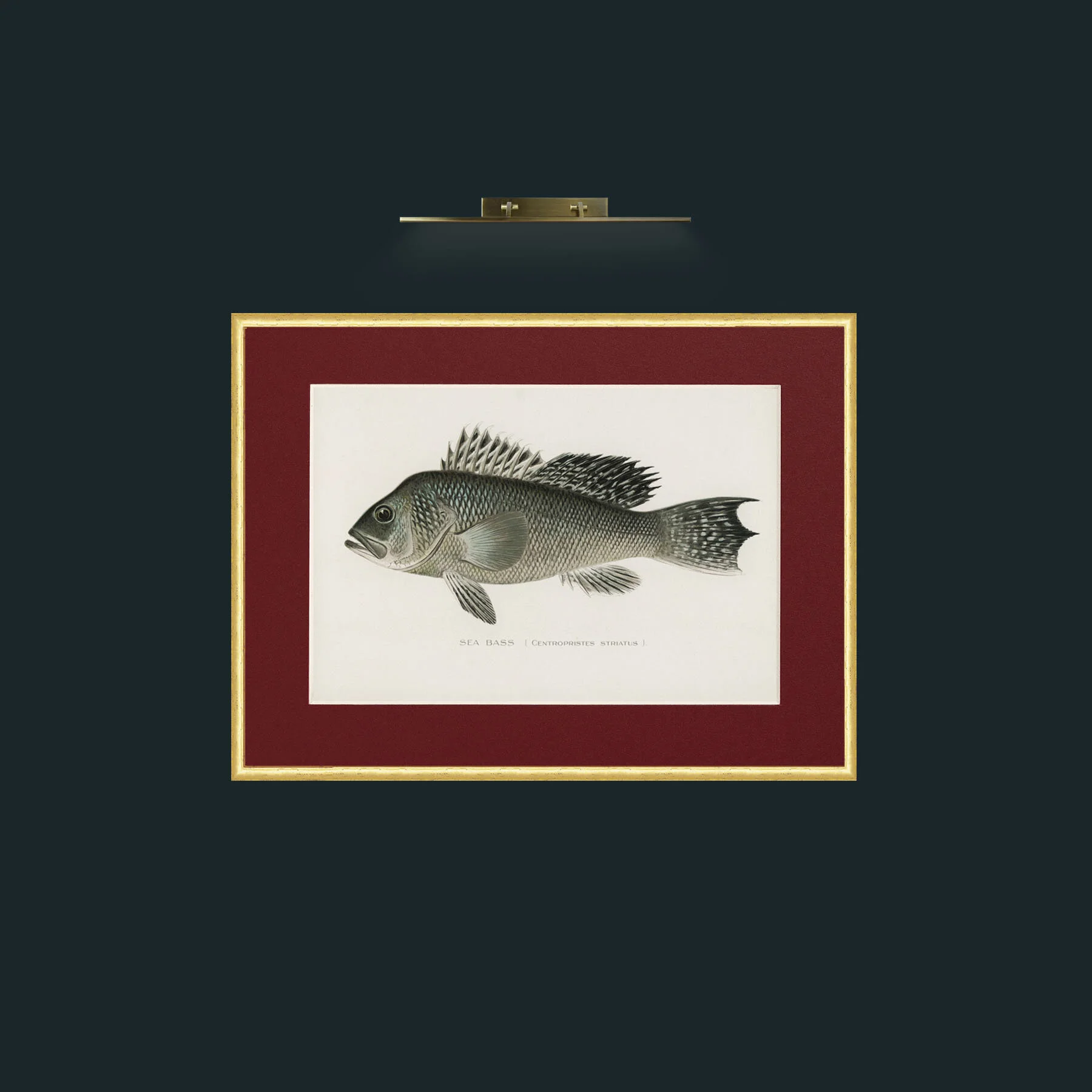 Art-Sea Bass-Frame-3RoundedGilt-Mount-4Red.jpg
