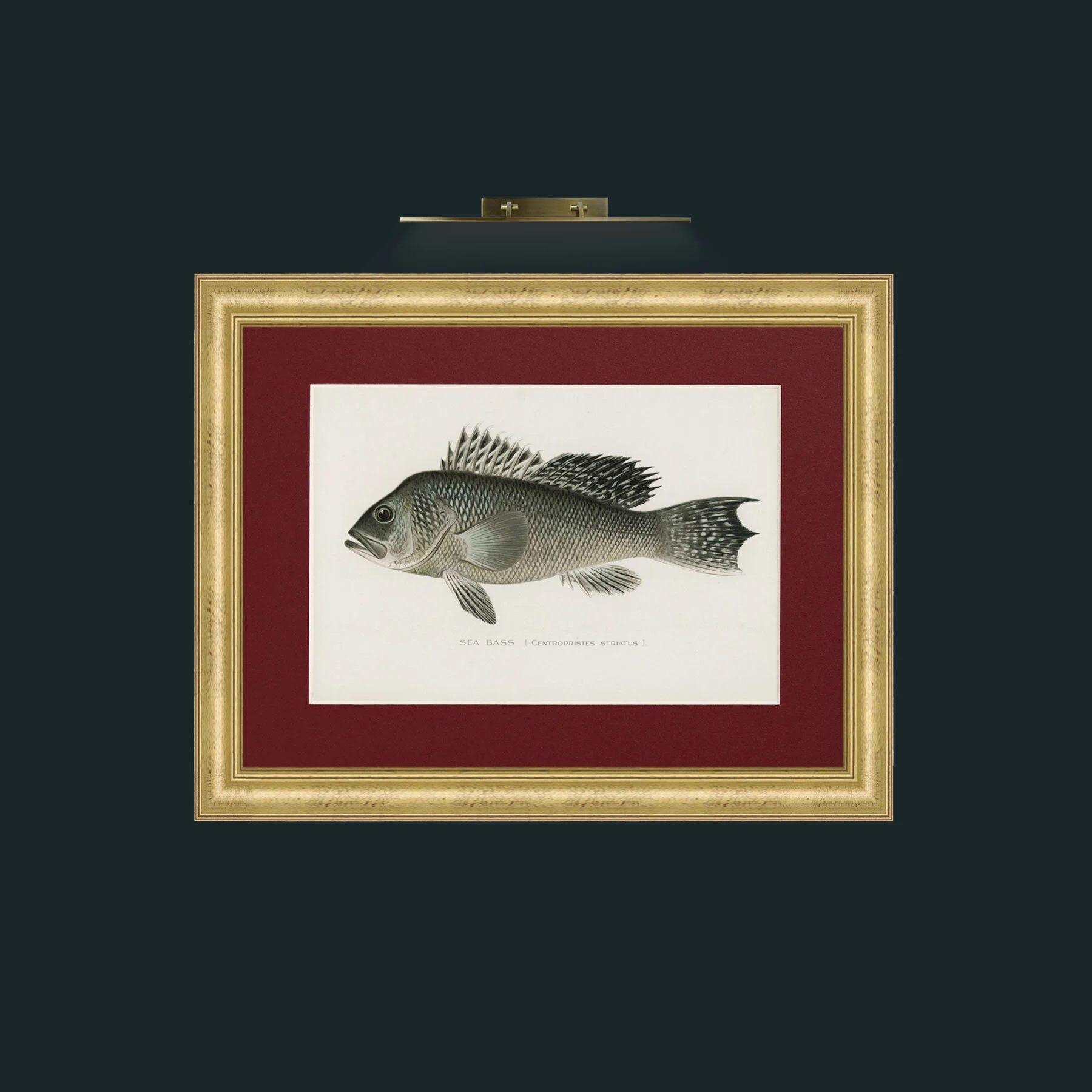 Art-Sea Bass-Frame-9WideGilt-Mount-4Red.jpg