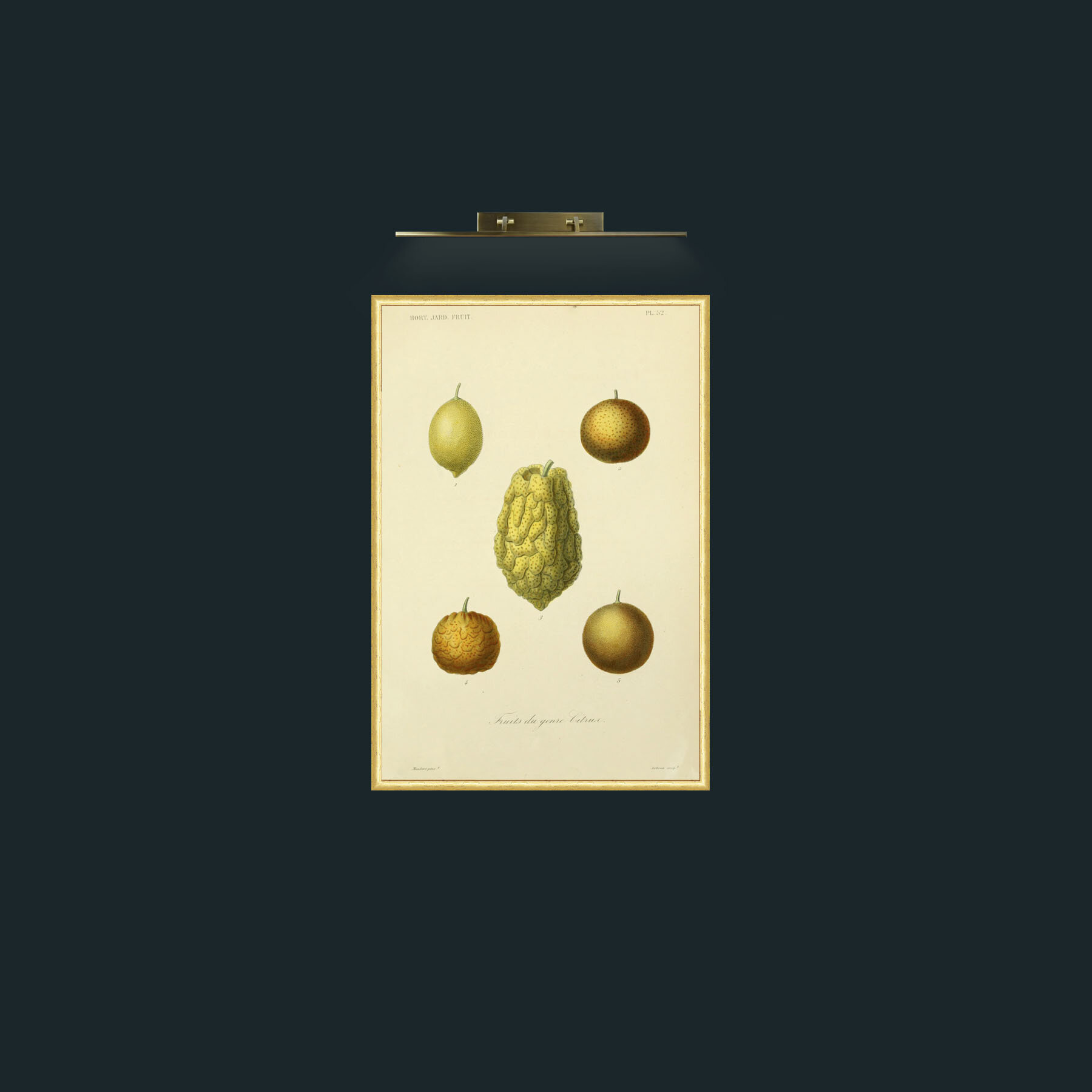 Art-Citrus Fruits-Frame-3RoundedGilt.jpg