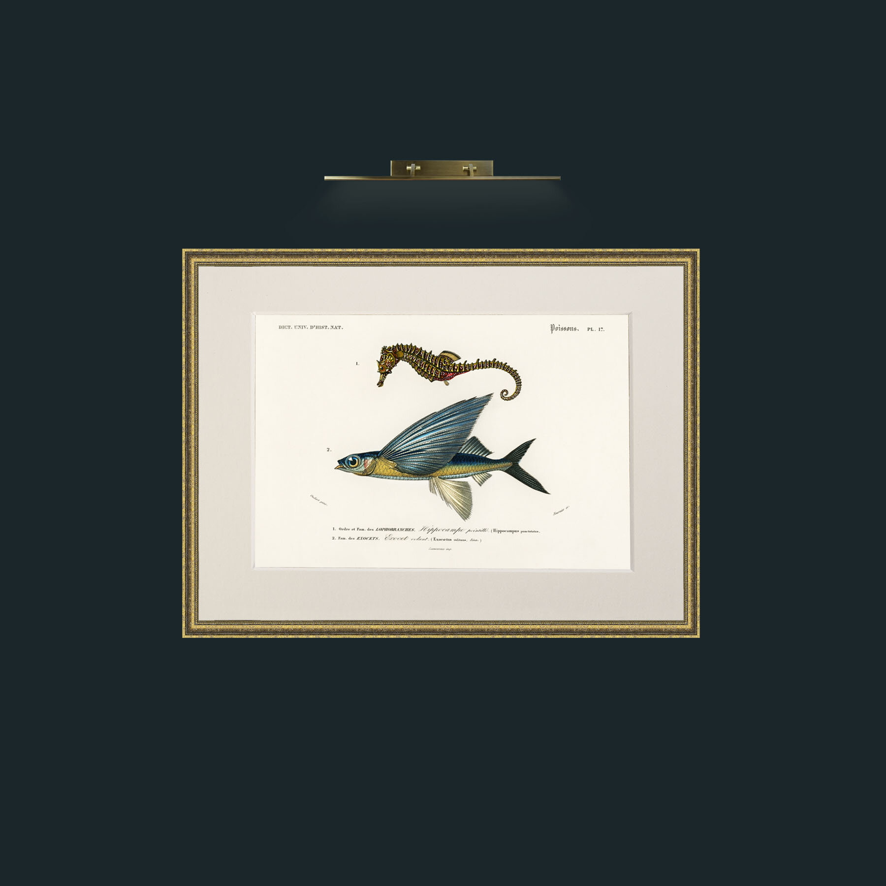 Art-Sea Horse and Flying Fish-Frame-1TexturedGilt-Mount-1Antique.jpg