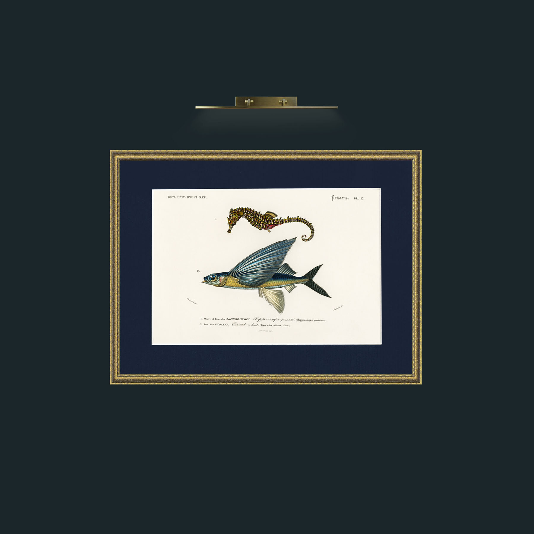 Art-Sea Horse and Flying Fish-Frame-1TexturedGilt-Mount-3Blue.jpg