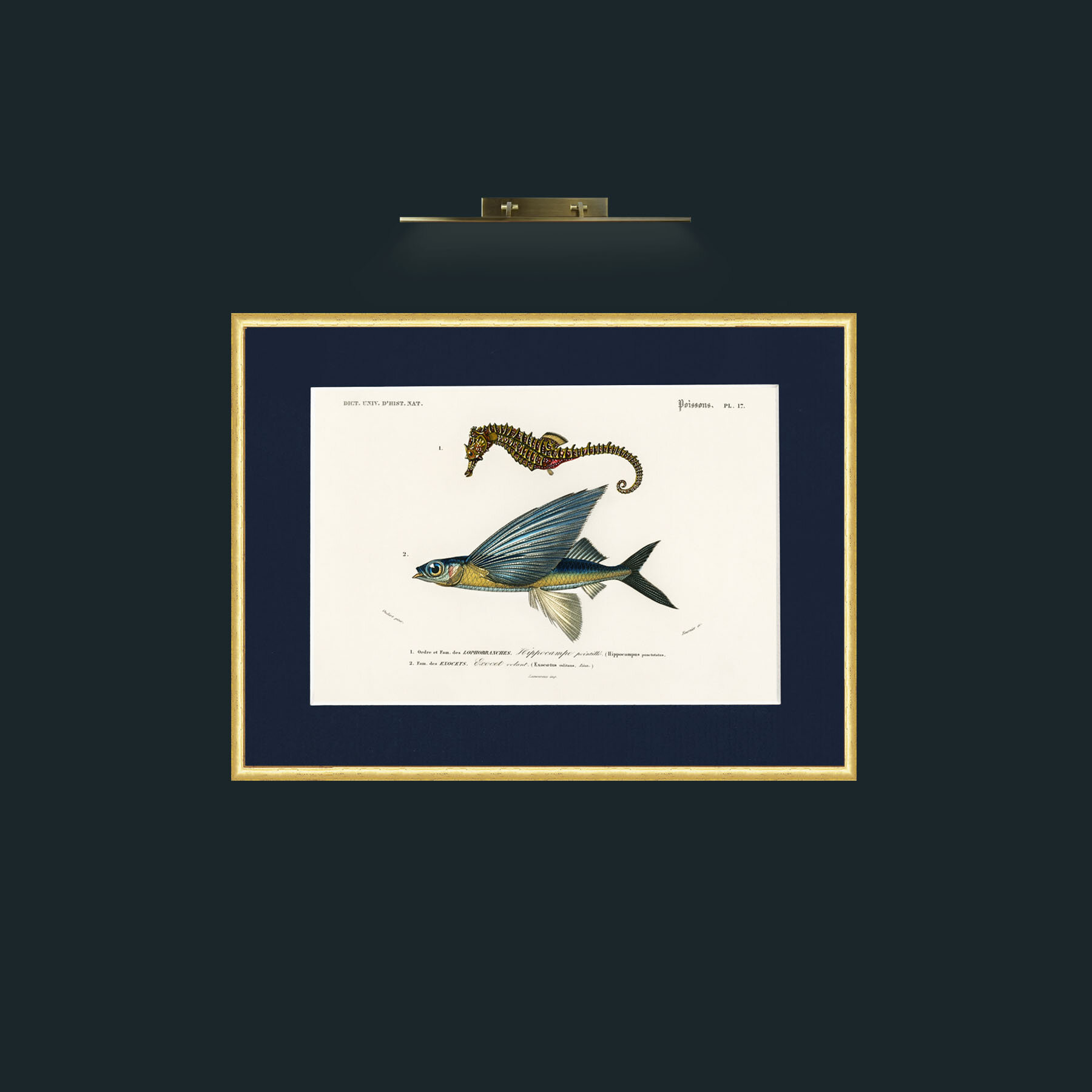 Art-Sea Horse and Flying Fish-Frame-3RoundedGilt-Mount-3Blue.jpg
