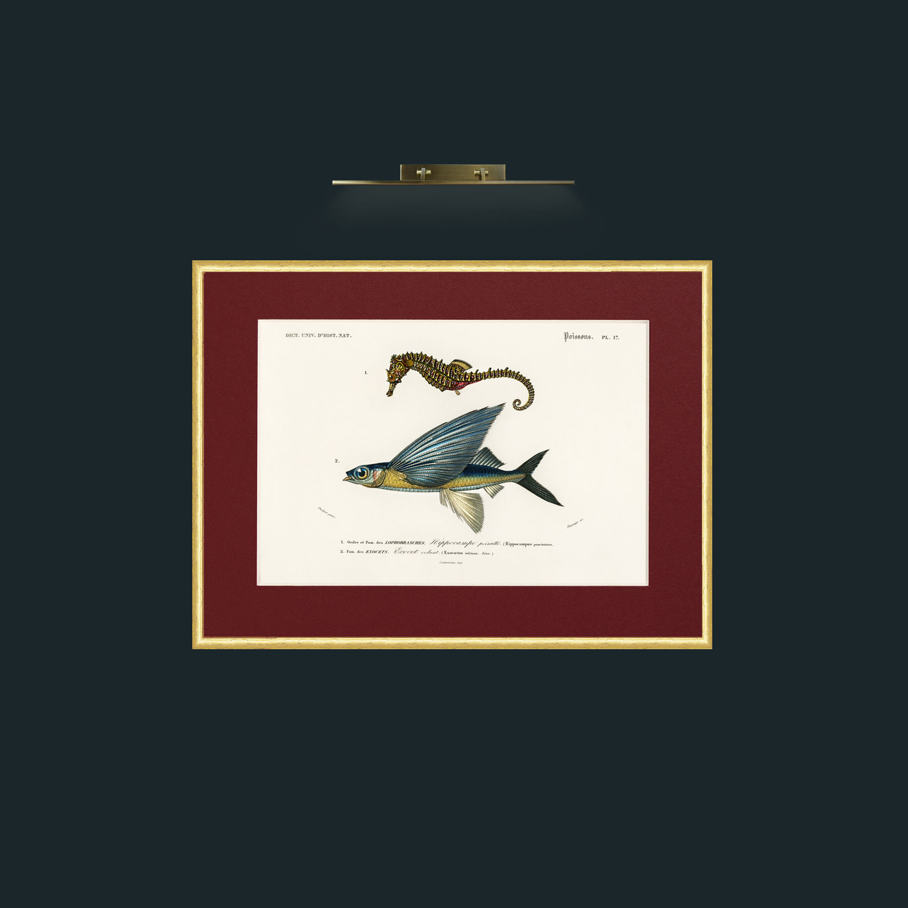 Art-Sea Horse and Flying Fish-Frame-3RoundedGilt-Mount-4Red.jpg