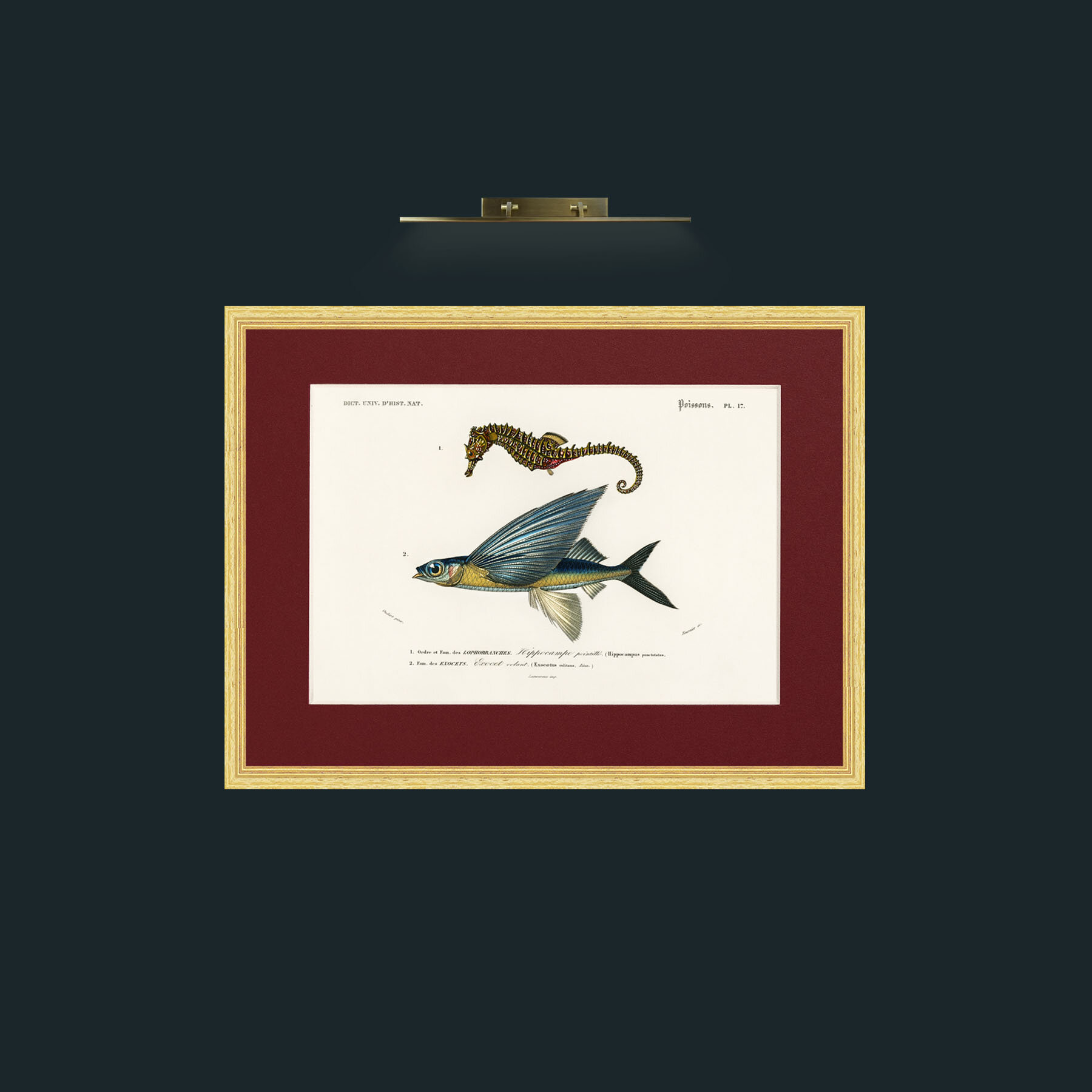 Art-Sea Horse and Flying Fish-Frame-4BevelledGilt-Mount-4Red.jpg