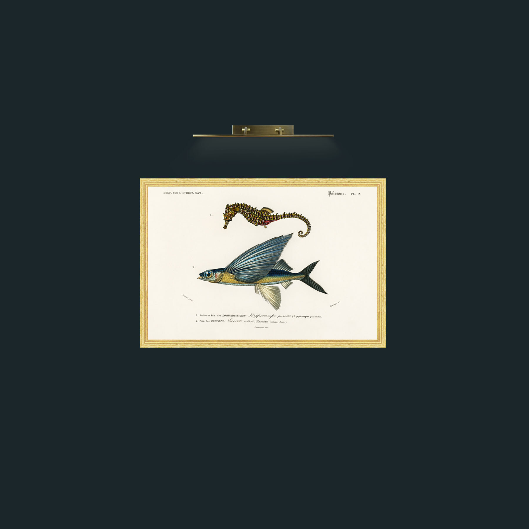 Art-Sea Horse and Flying Fish-Frame-4BevelledGilt.jpg