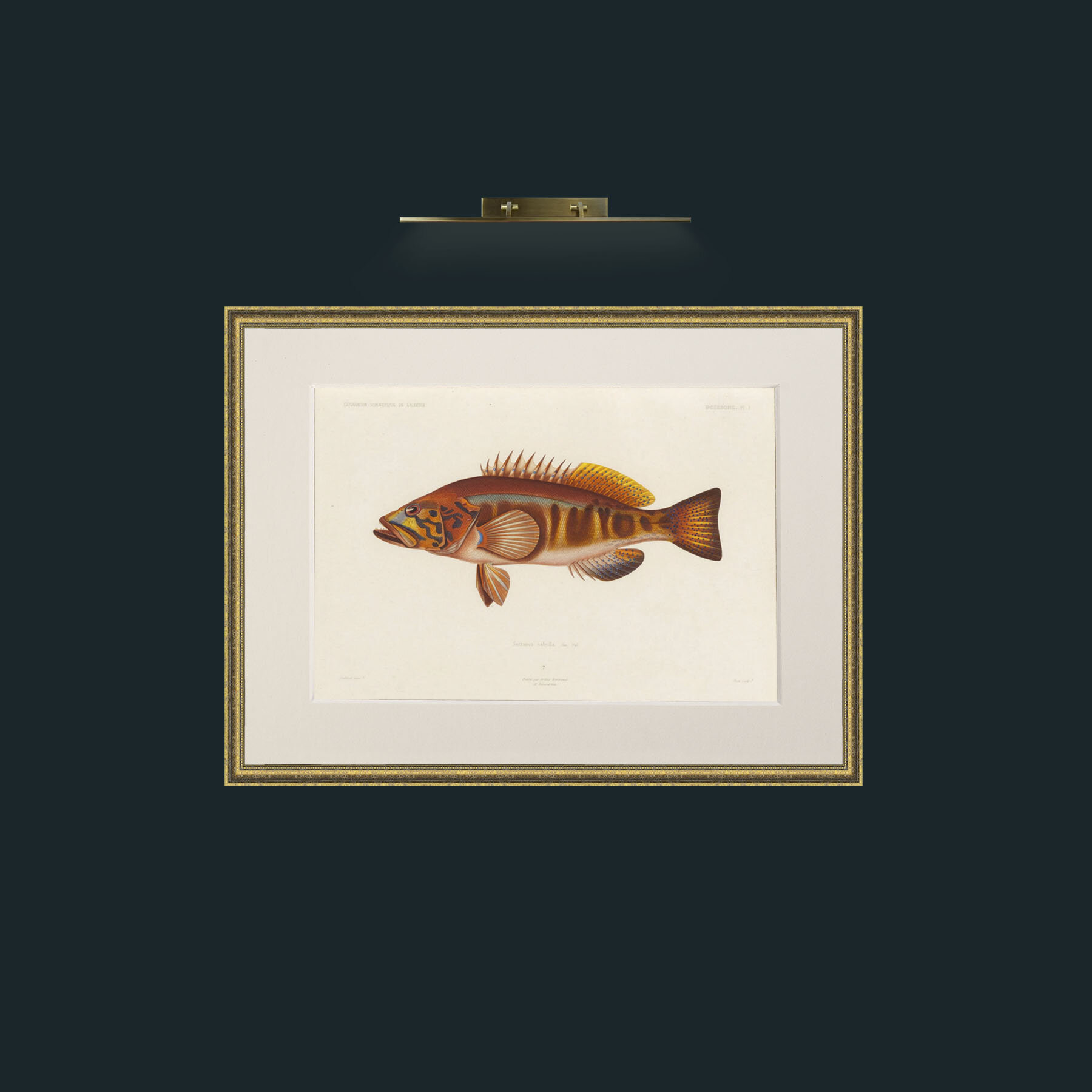 Art-Serranus Cabrilla-Frame-1TexturedGilt-Mount-1Antique.jpg