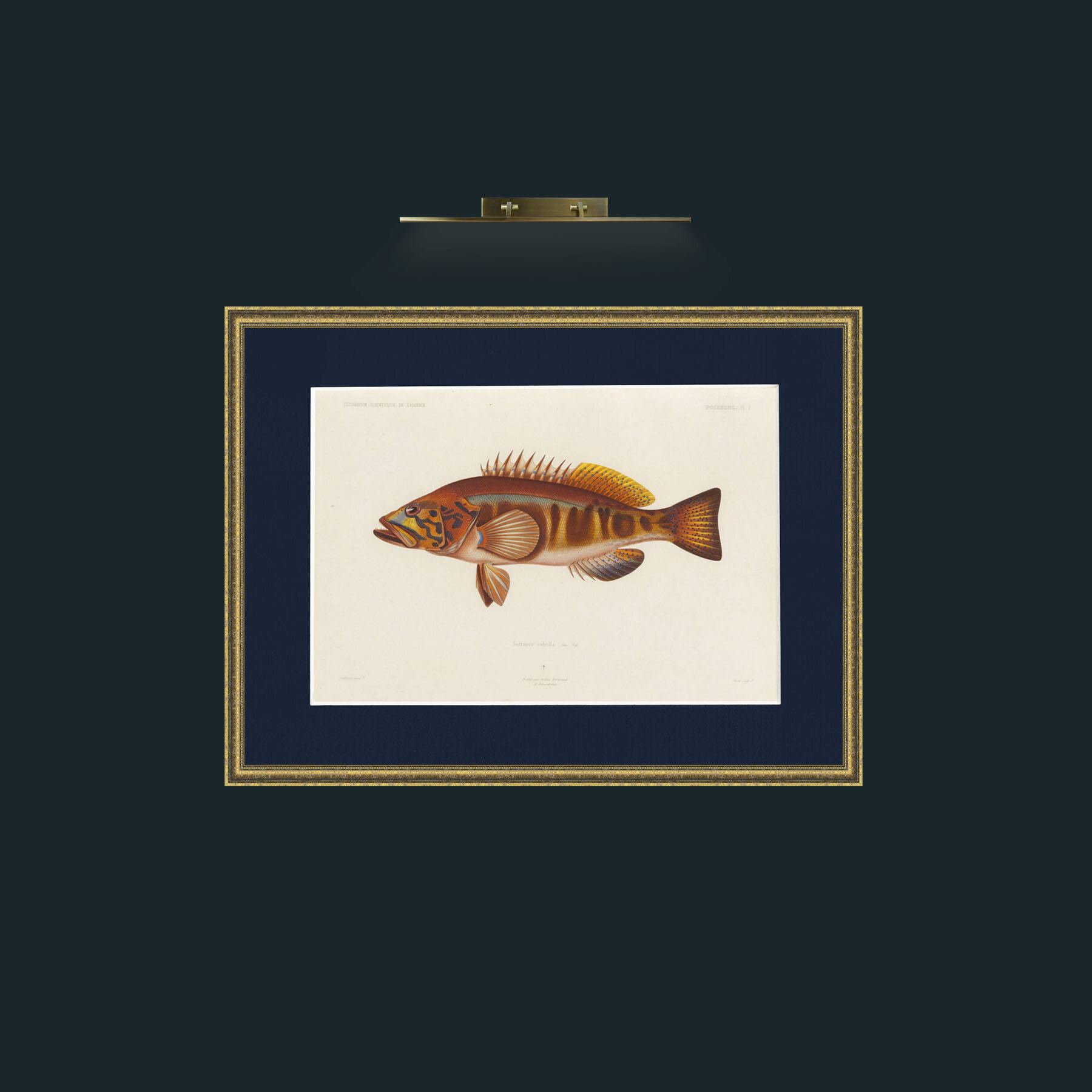 Art-Serranus Cabrilla-Frame-1TexturedGilt-Mount-3Blue.jpg