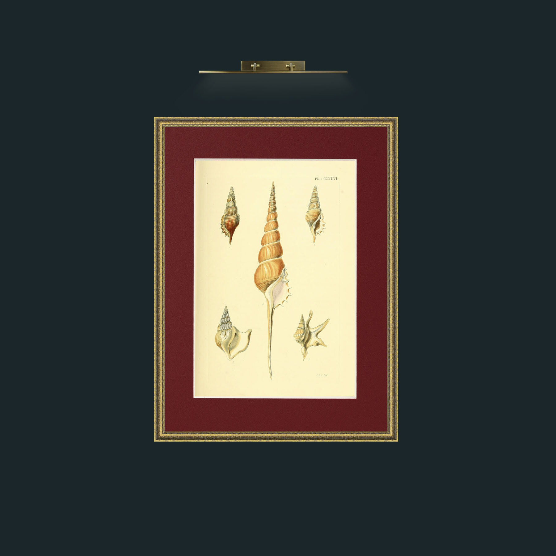 Art-Shells.jpg-Frame-1TexturedGilt-Mount-4Red.jpg