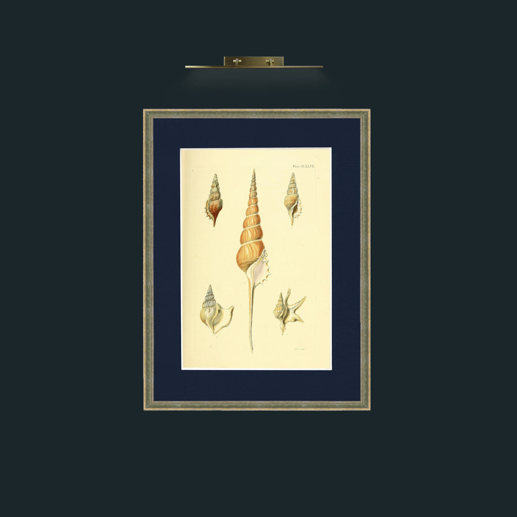 Art-Shells.jpg-Frame-2GreenGiltTextured-Mount-3Blue.jpg