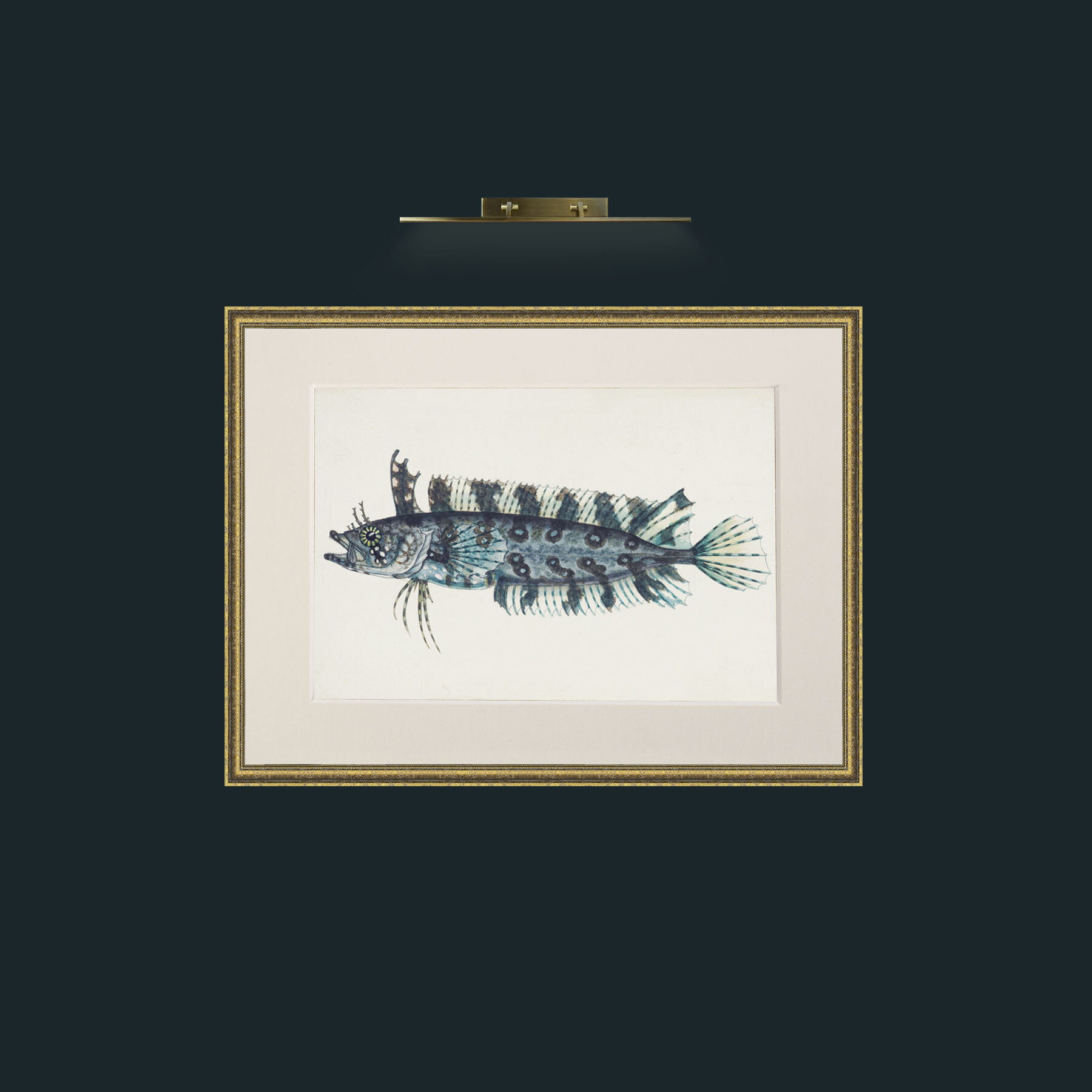 Art-Silver Spotted Cristiceps-Frame-1TexturedGilt-Mount-1Antique.jpg