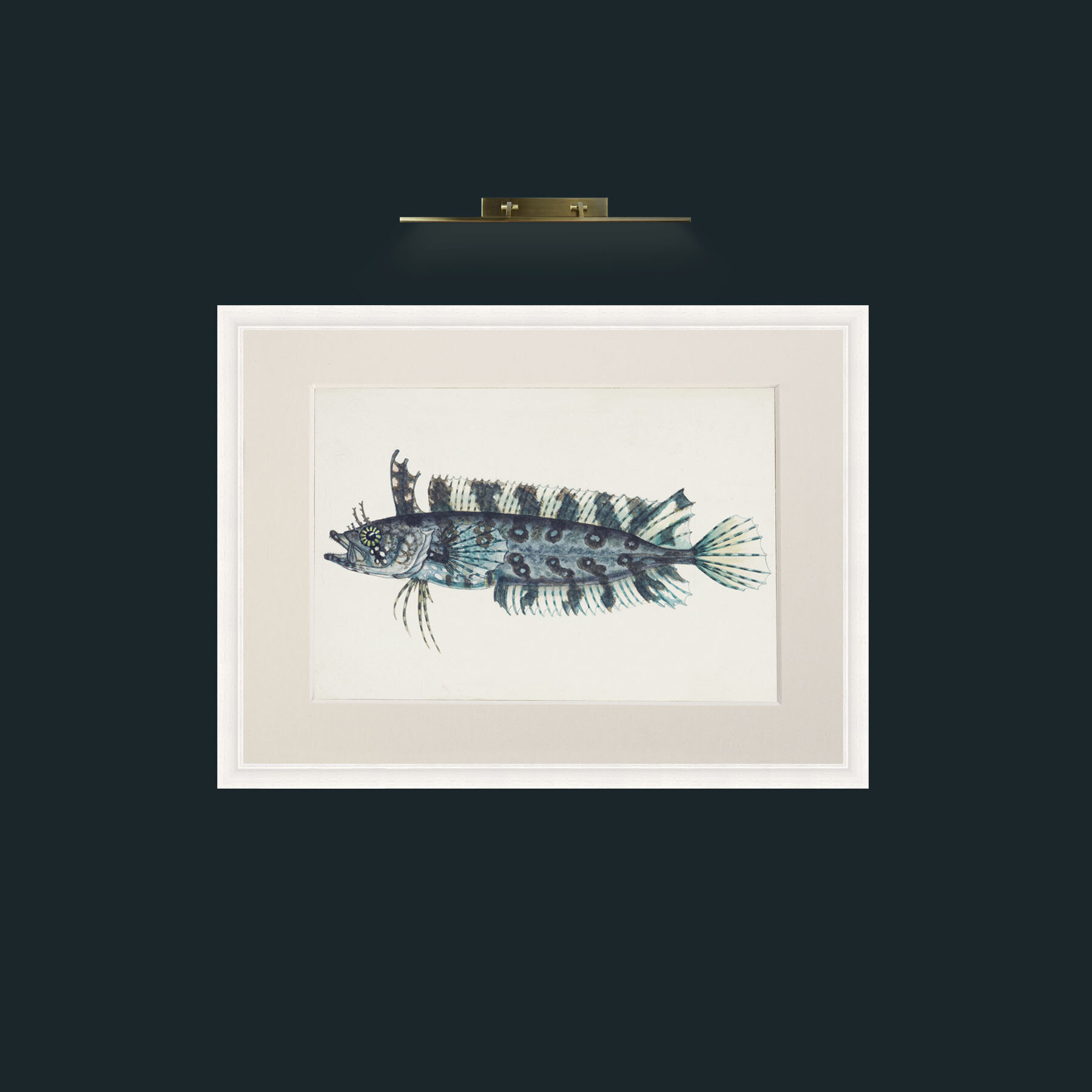 Art-Silver Spotted Cristiceps-Frame-5White-Mount-1Antique.jpg