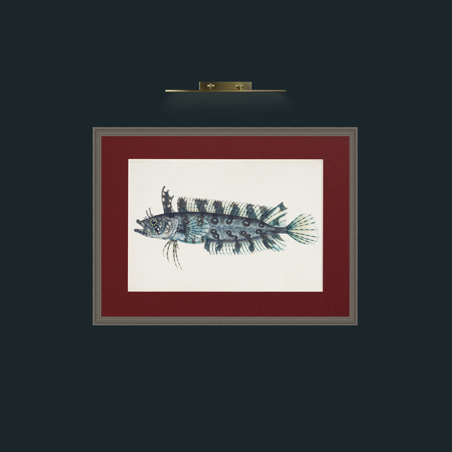 Art-Silver Spotted Cristiceps-Frame-6Grey-Mount-4Red.jpg