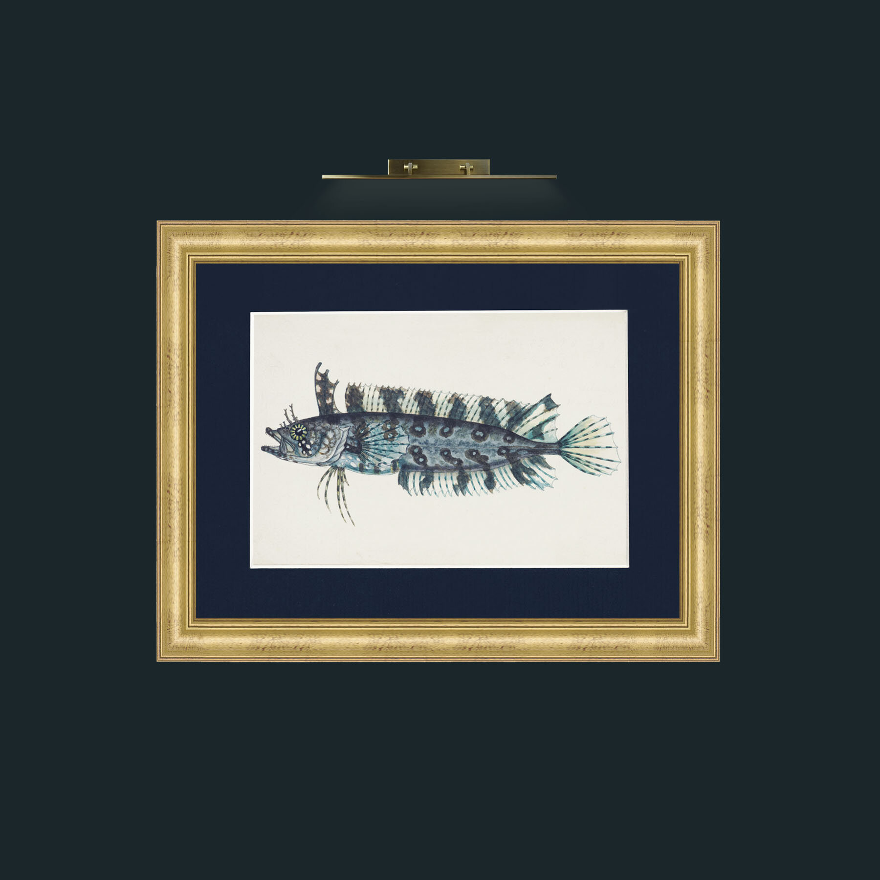 Art-Silver Spotted Cristiceps-Frame-9WideGilt-Mount-3Blue.jpg