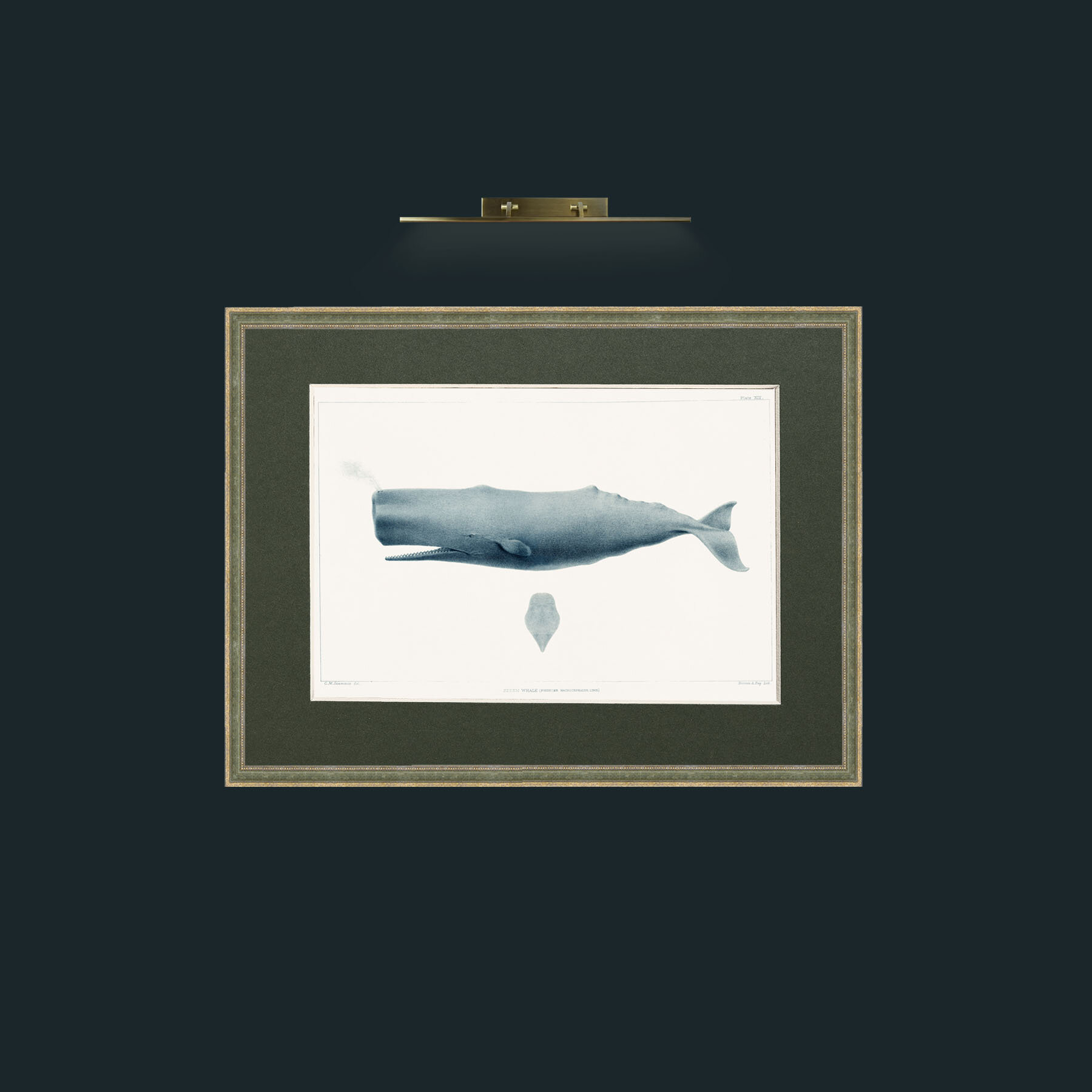 Art-Sperm Whale-Frame-2GreenGiltTextured-Mount-2Green.jpg