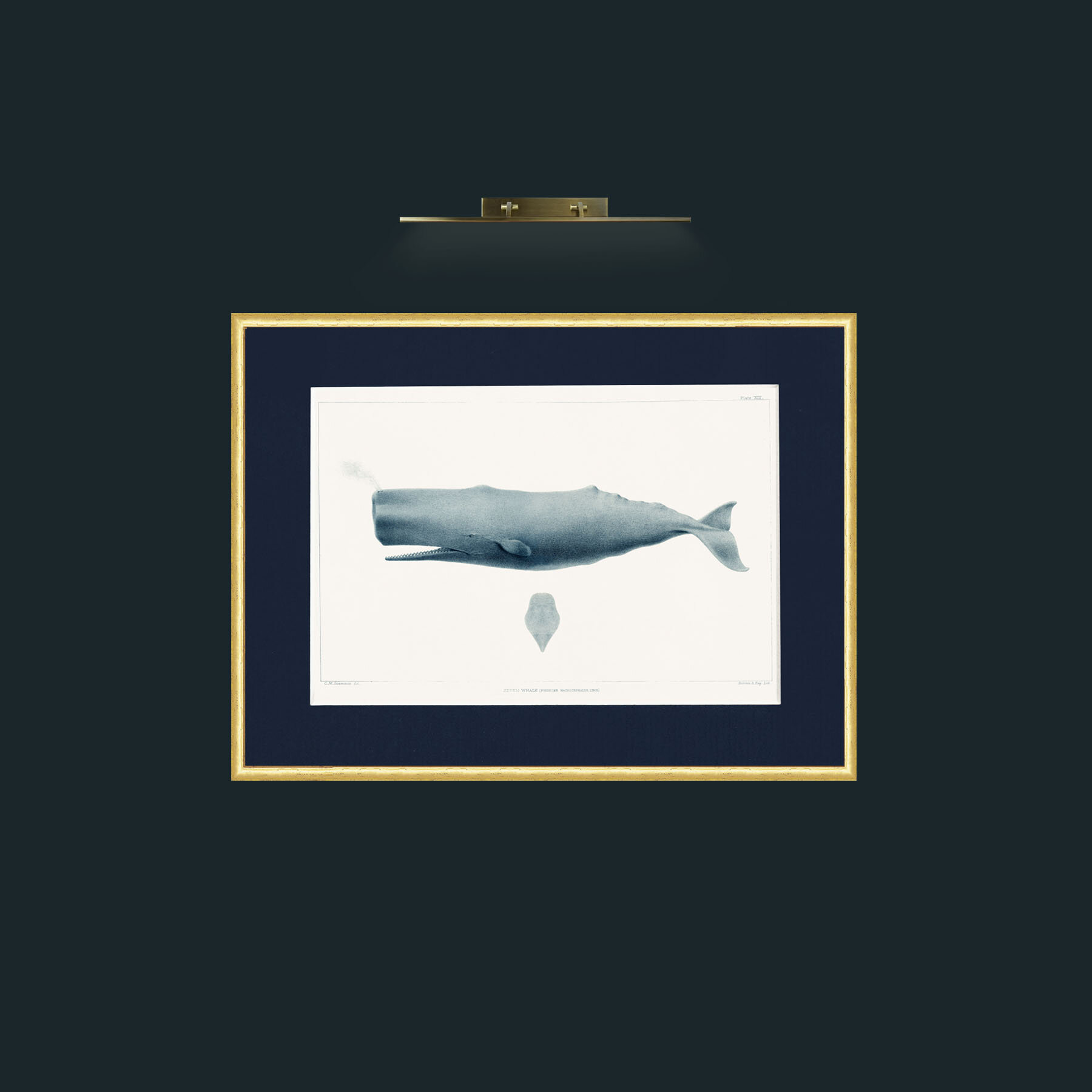 Art-Sperm Whale-Frame-3RoundedGilt-Mount-3Blue.jpg