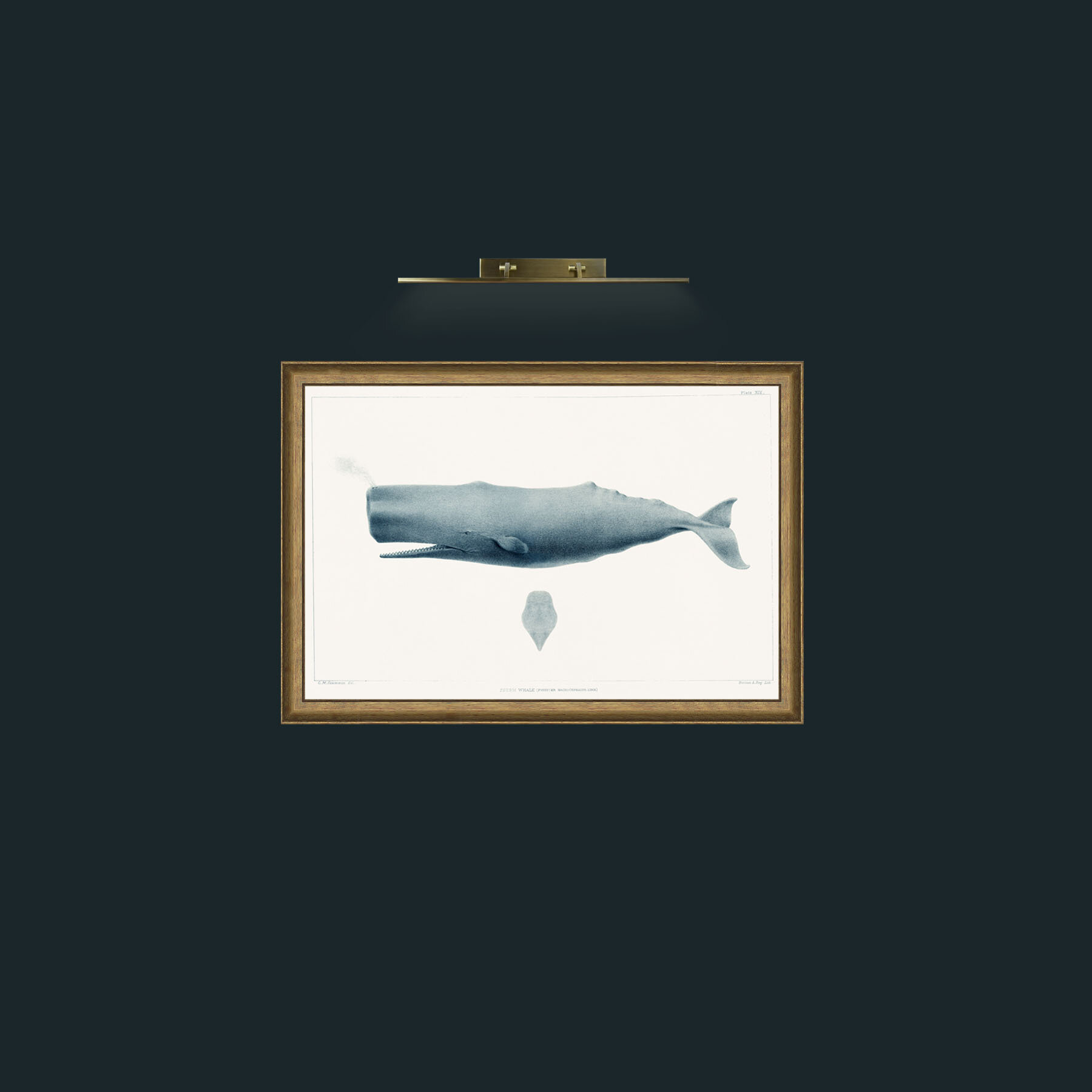 Art-Sperm Whale-Frame-8RedGreenGilt.jpg