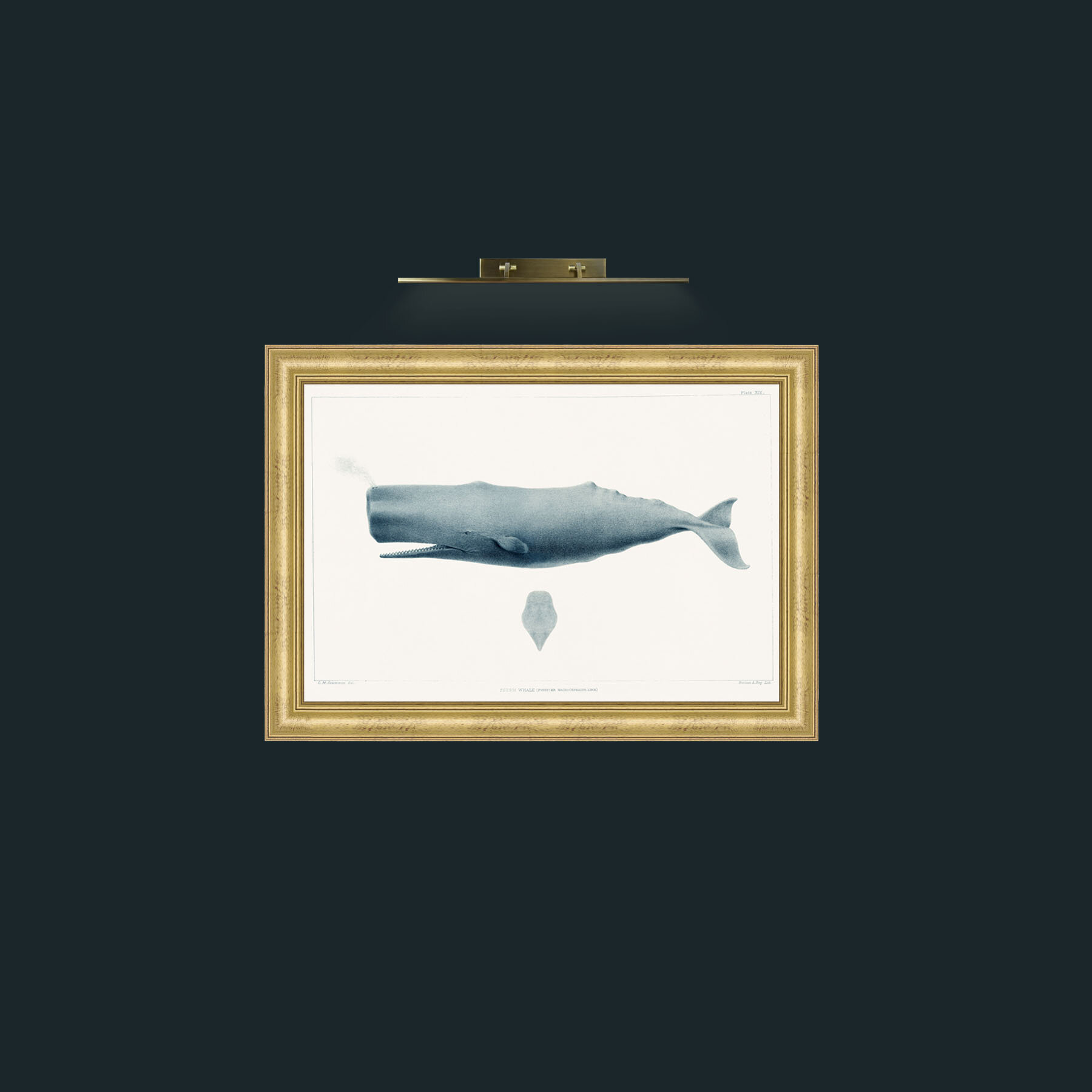 Art-Sperm Whale-Frame-9WideGilt.jpg