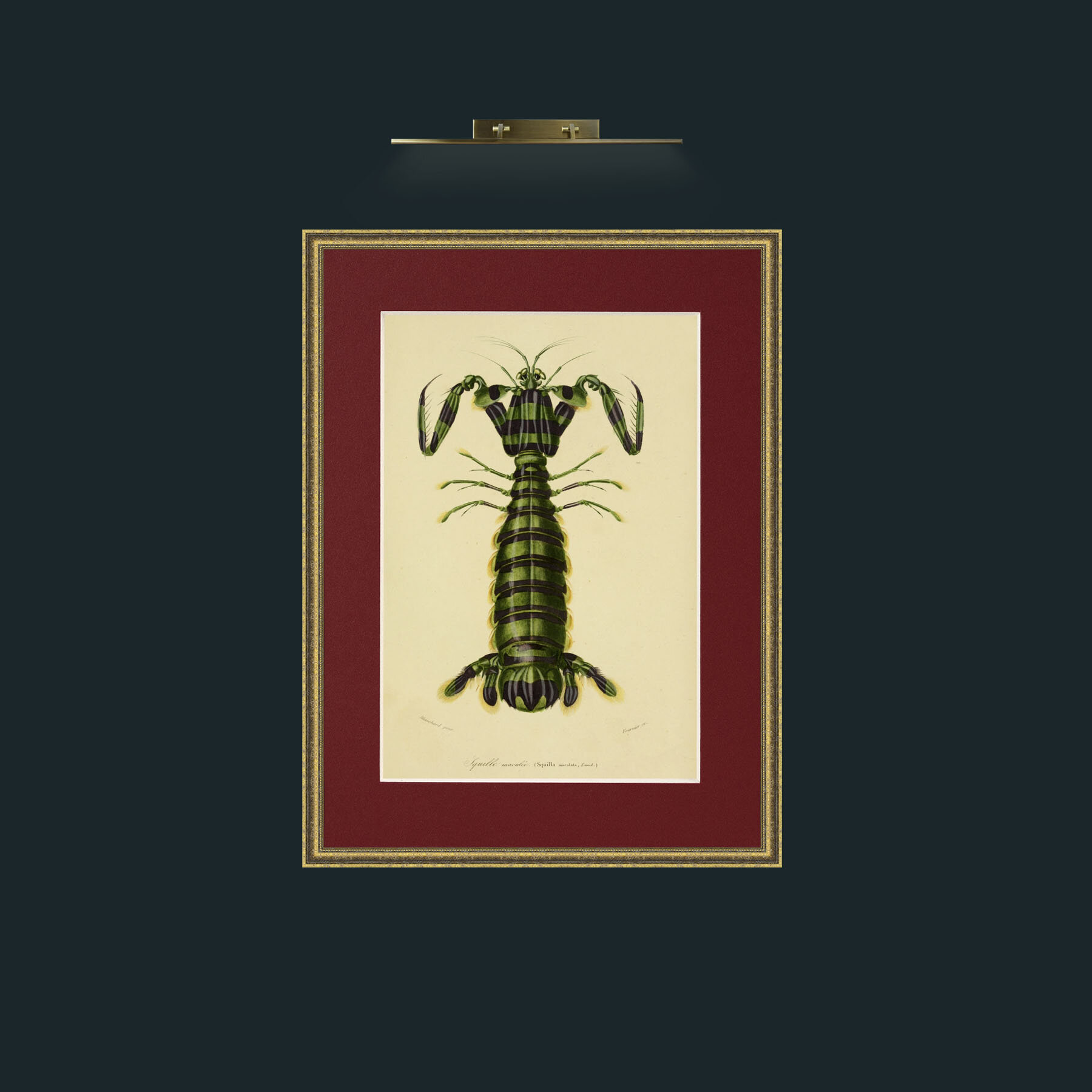 Art-Squilla.jpg-Frame-1TexturedGilt-Mount-4Red.jpg