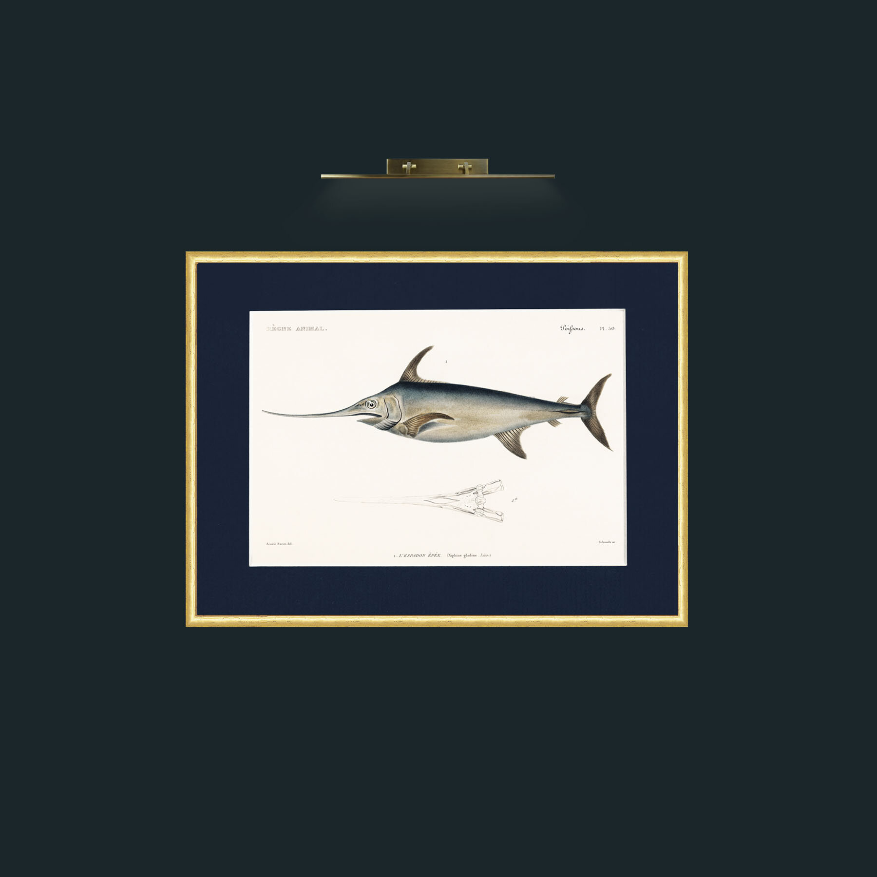 Art-Sword Fish-Frame-3RoundedGilt-Mount-3Blue.jpg