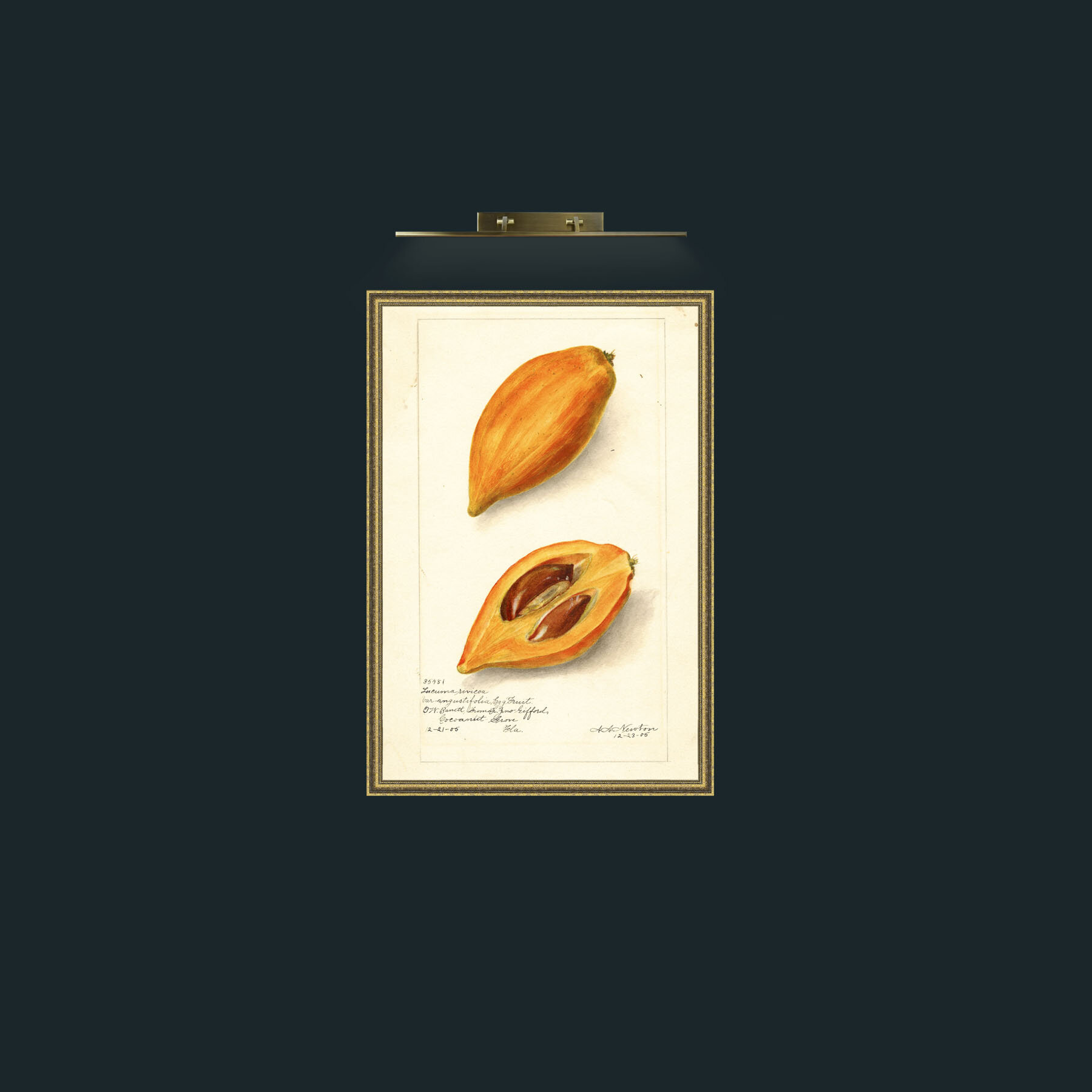 Art-Egg Fruit-Frame-1GiltTextured.jpg