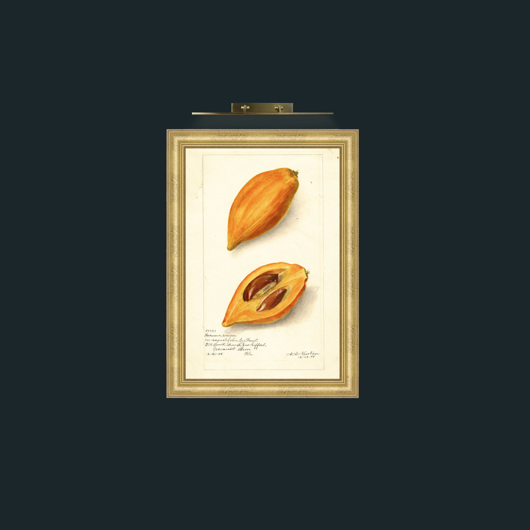 Art-Egg Fruit-Frame-9WideGilt.jpg