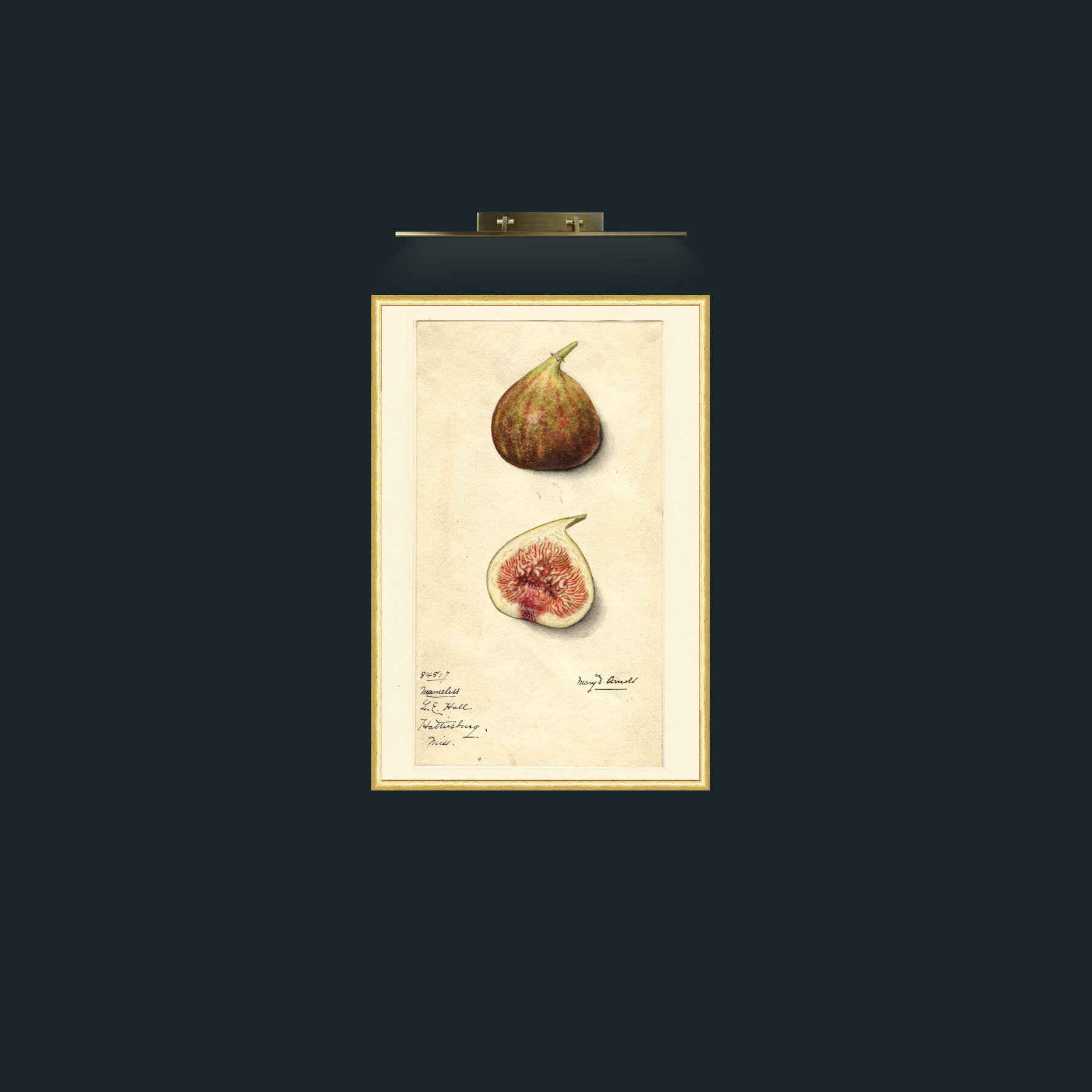Art-Figs-Frame-3RoundedGilt.jpg