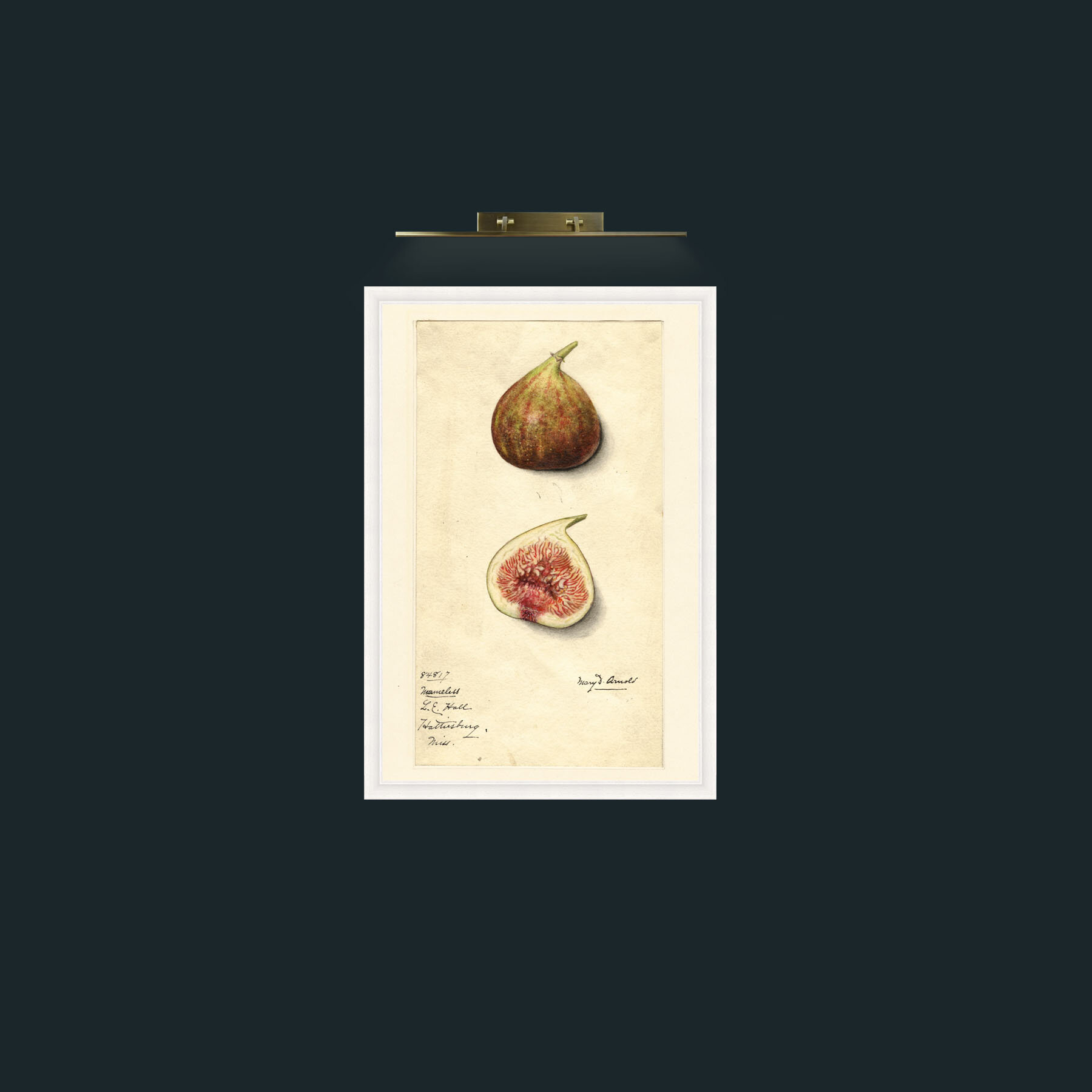 Art-Figs-Frame-5White.jpg