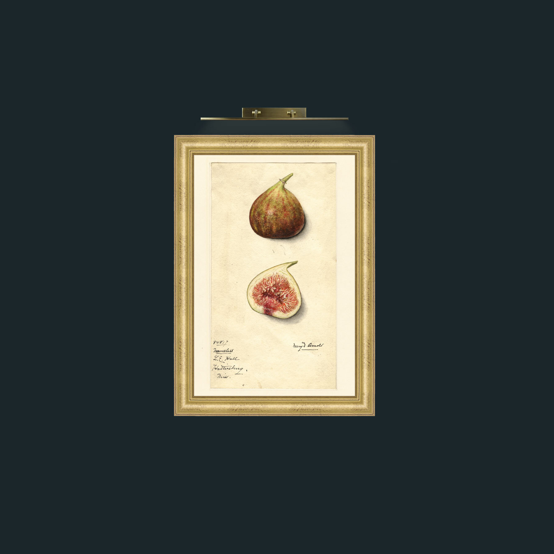 Art-Figs-Frame-9WideGilt.jpg