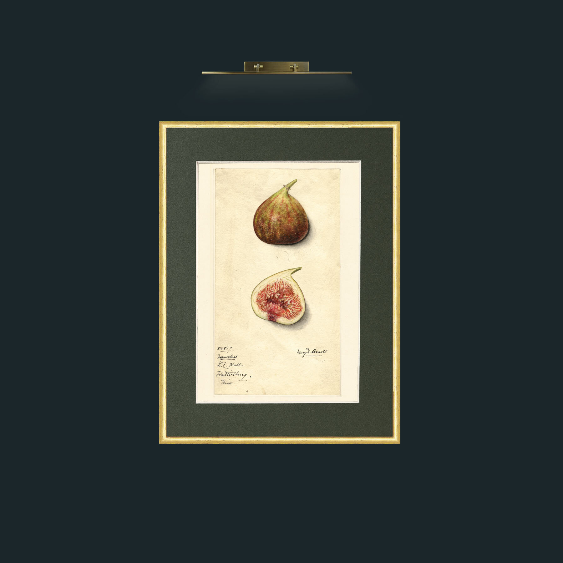 Art-Figs.jpg-Frame-3RoundedGilt-Mount-2Green.jpg
