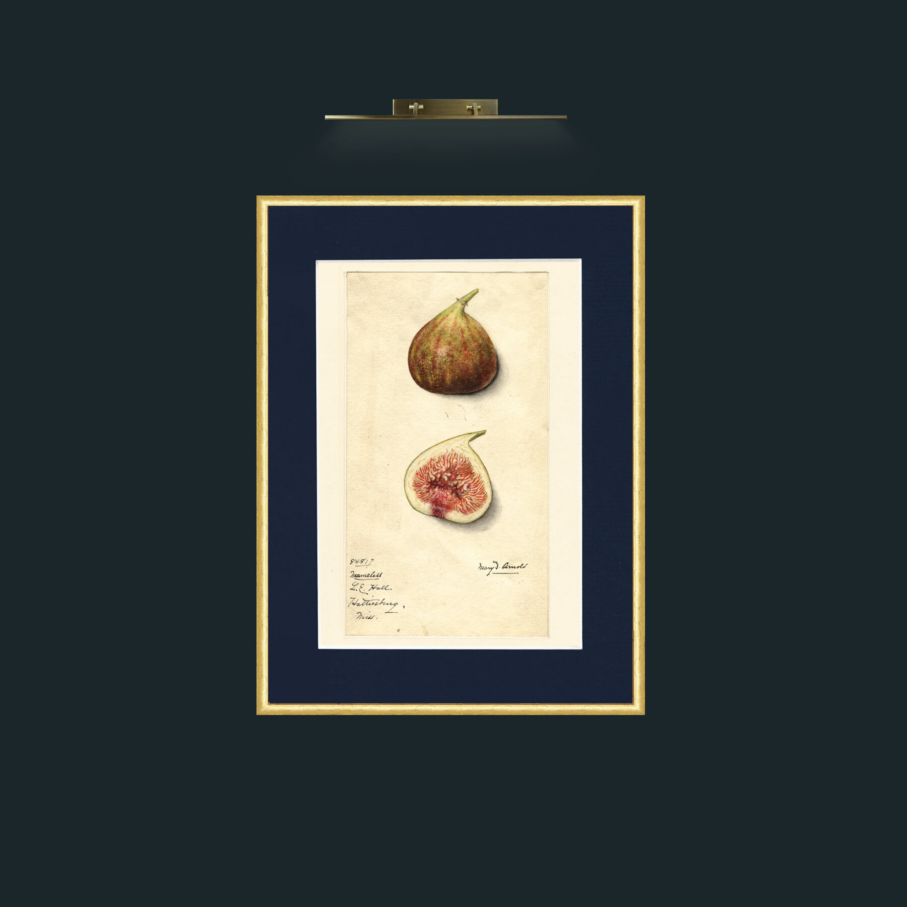 Art-Figs.jpg-Frame-3RoundedGilt-Mount-3Blue.jpg