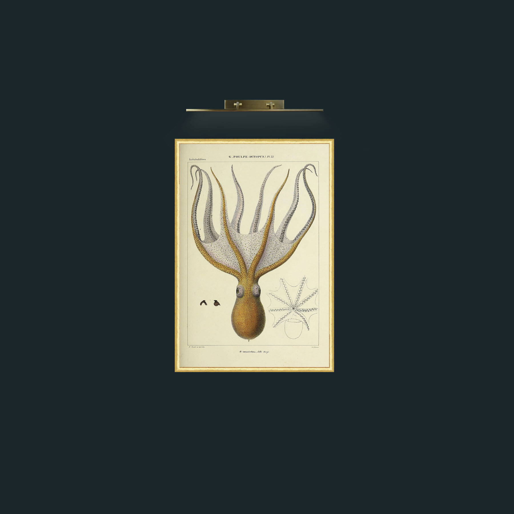 Art-Yellow Octapus-Frame-3RoundedGilt.jpg
