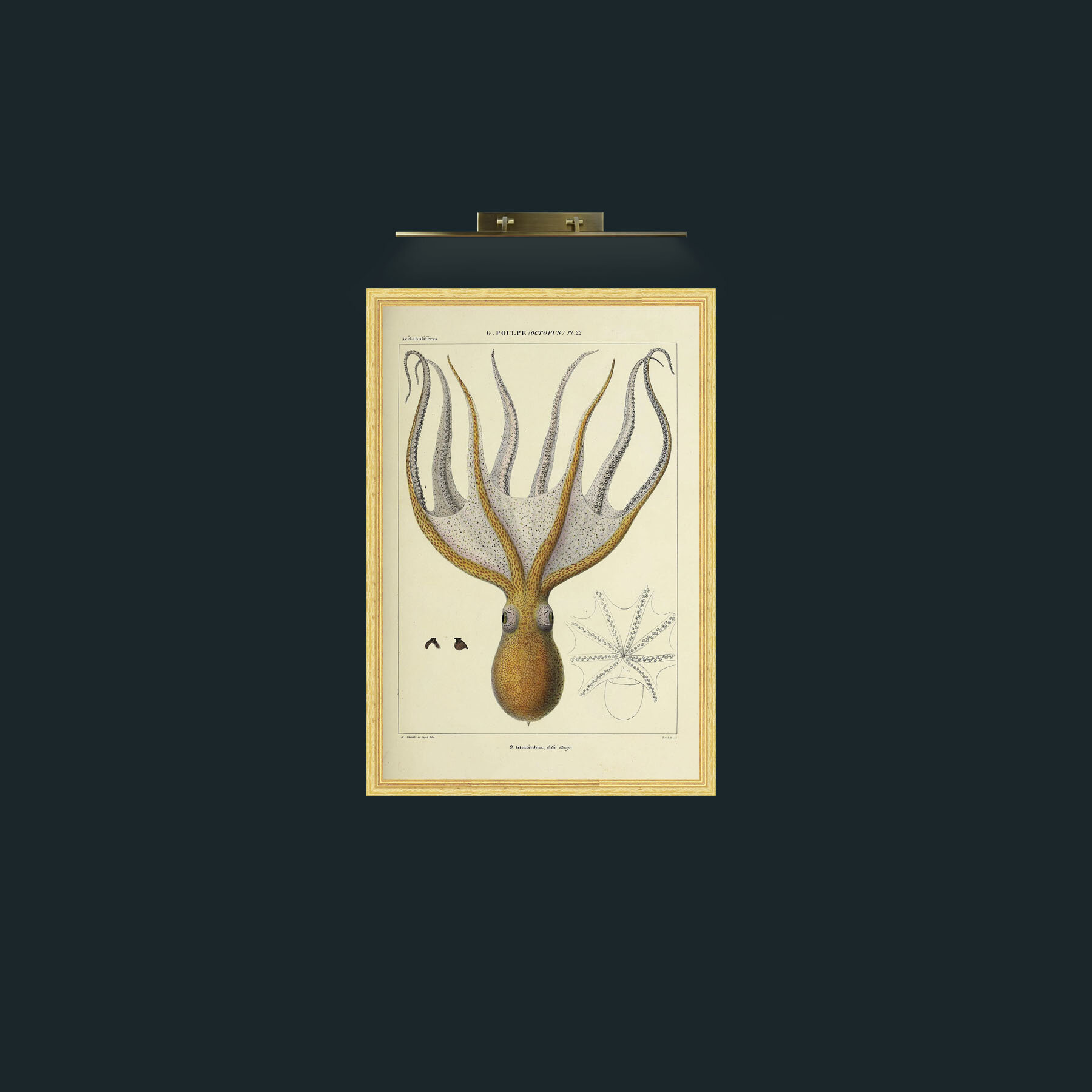 Art-Yellow Octapus-Frame-4BevelledGilt.jpg
