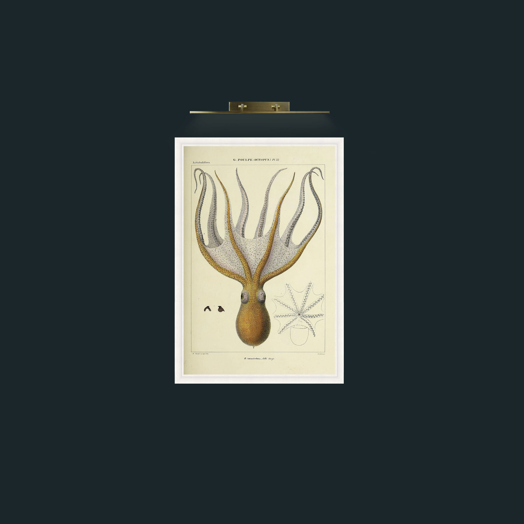 Art-Yellow Octapus-Frame-5White.jpg