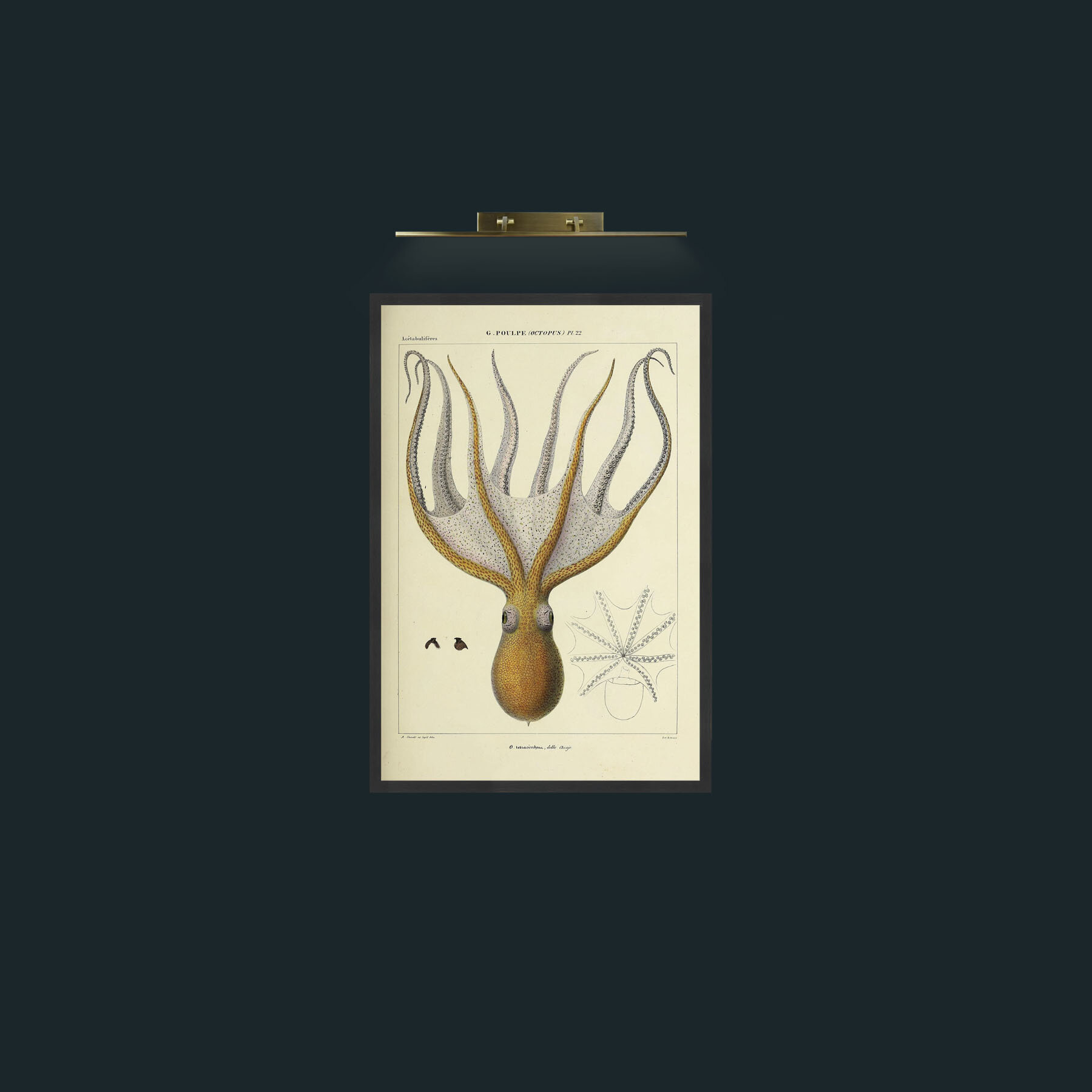 Art-Yellow Octapus-Frame-7Black.jpg