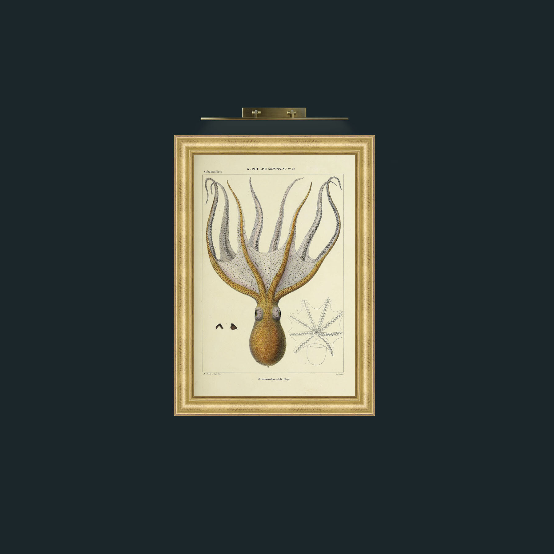 Art-Yellow Octapus-Frame-9WideGilt.jpg
