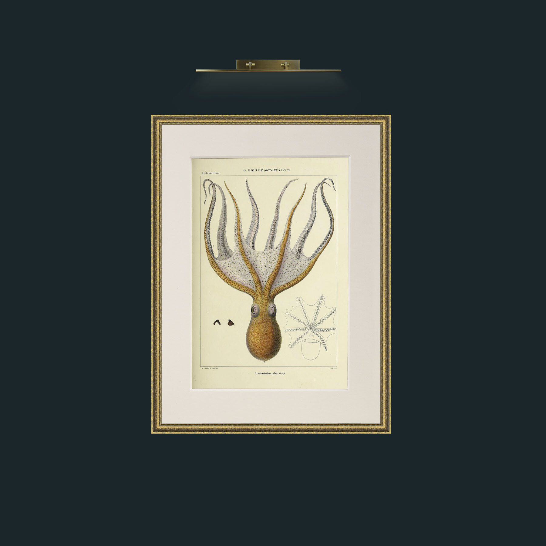 Art-Yellow Octapus.jpg-Frame-1TexturedGilt-Mount-1Antique.jpg