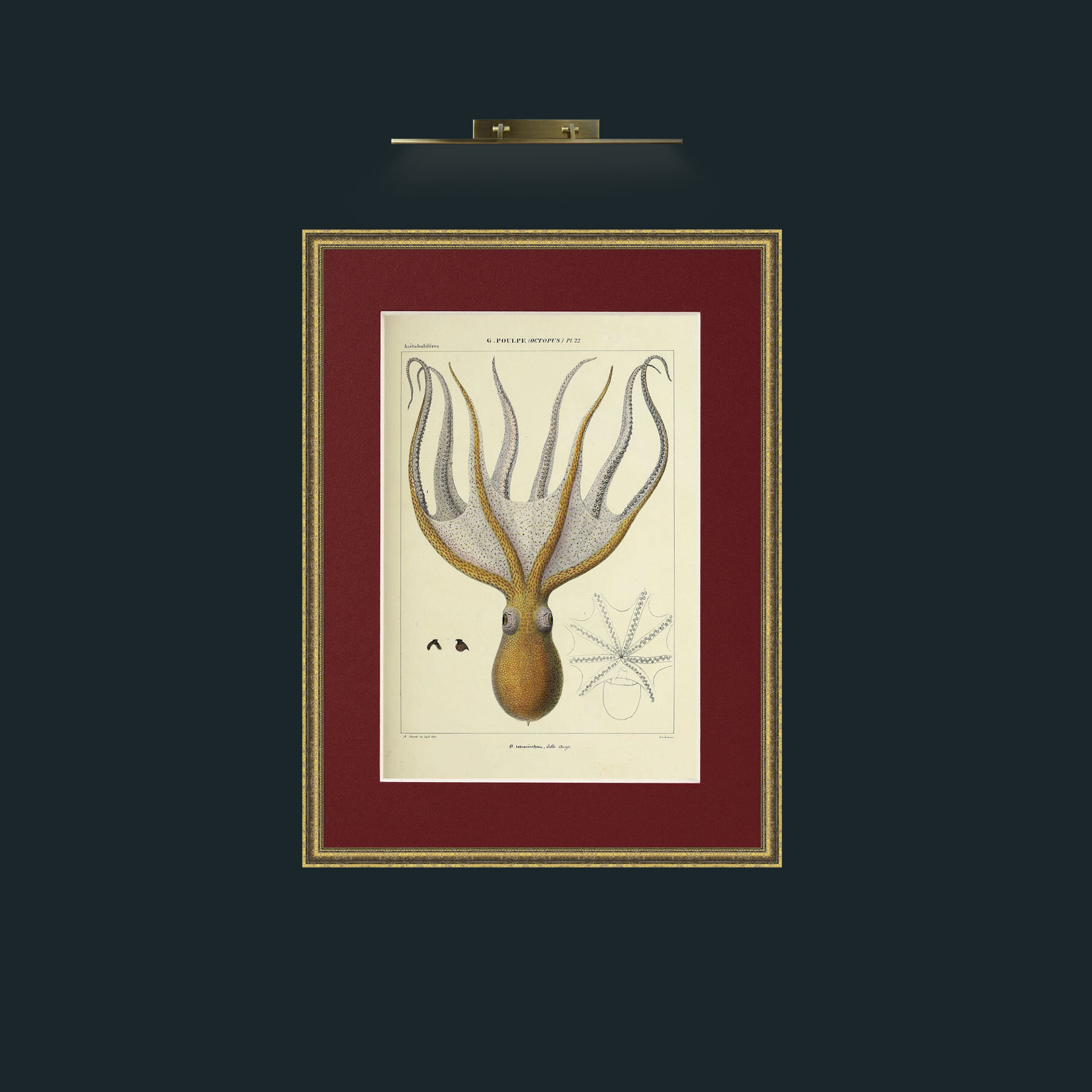 Art-Yellow Octapus.jpg-Frame-1TexturedGilt-Mount-4Red.jpg