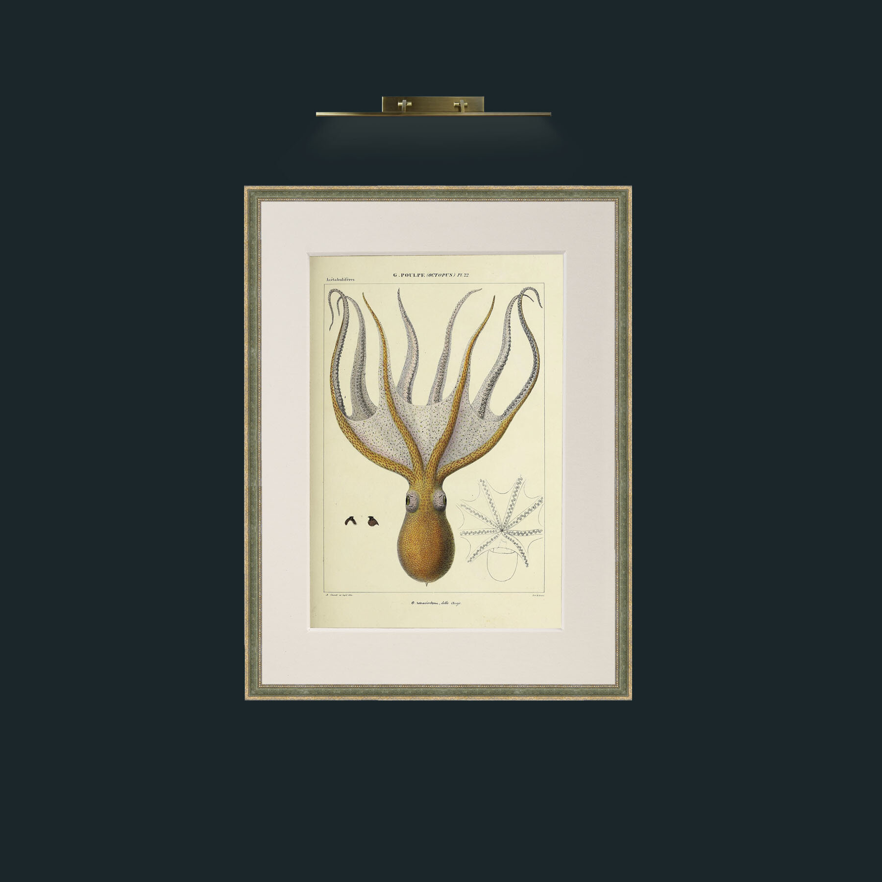 Art-Yellow Octapus.jpg-Frame-2GreenGiltTextured-Mount-1Antique.jpg