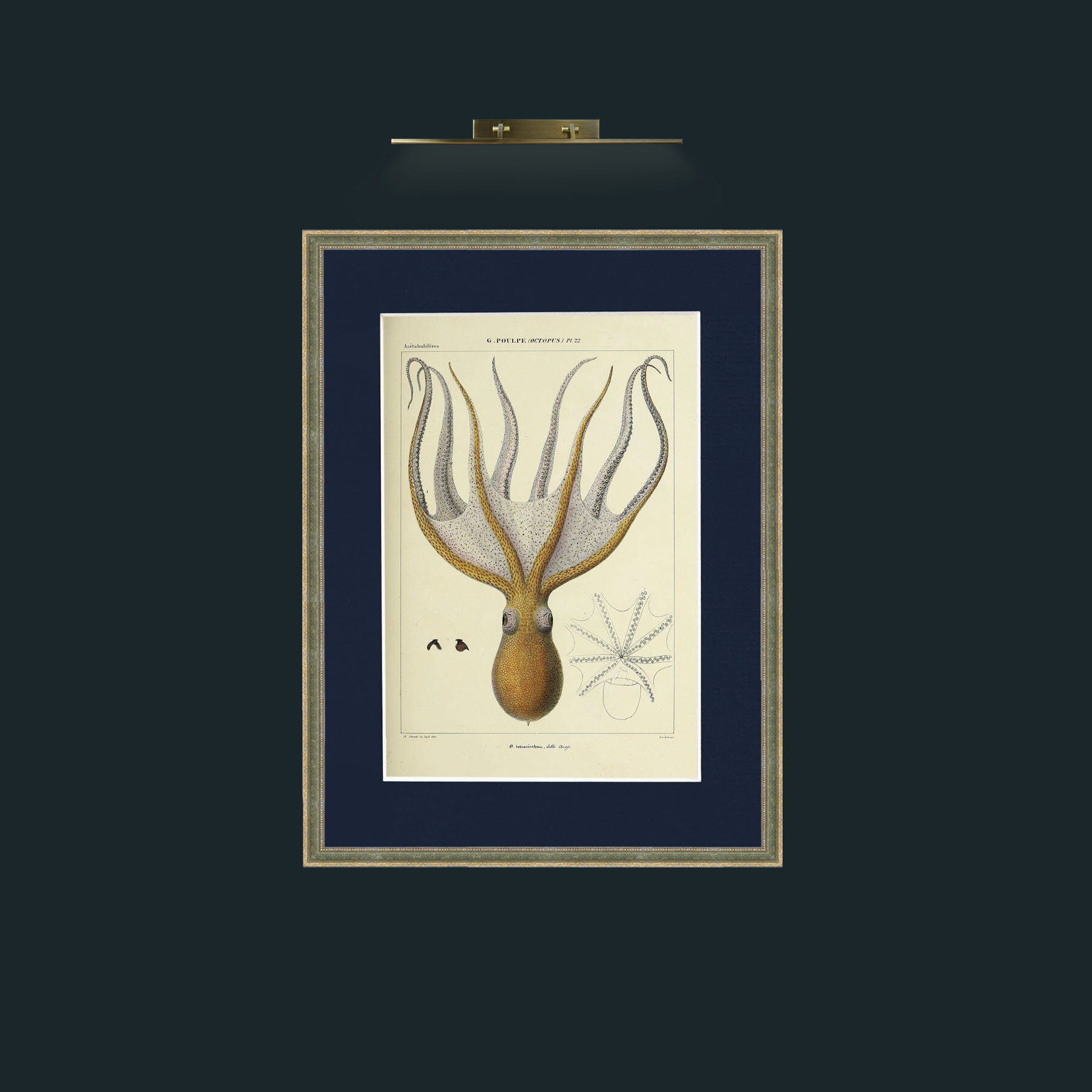 Art-Yellow Octapus.jpg-Frame-2GreenGiltTextured-Mount-3Blue.jpg