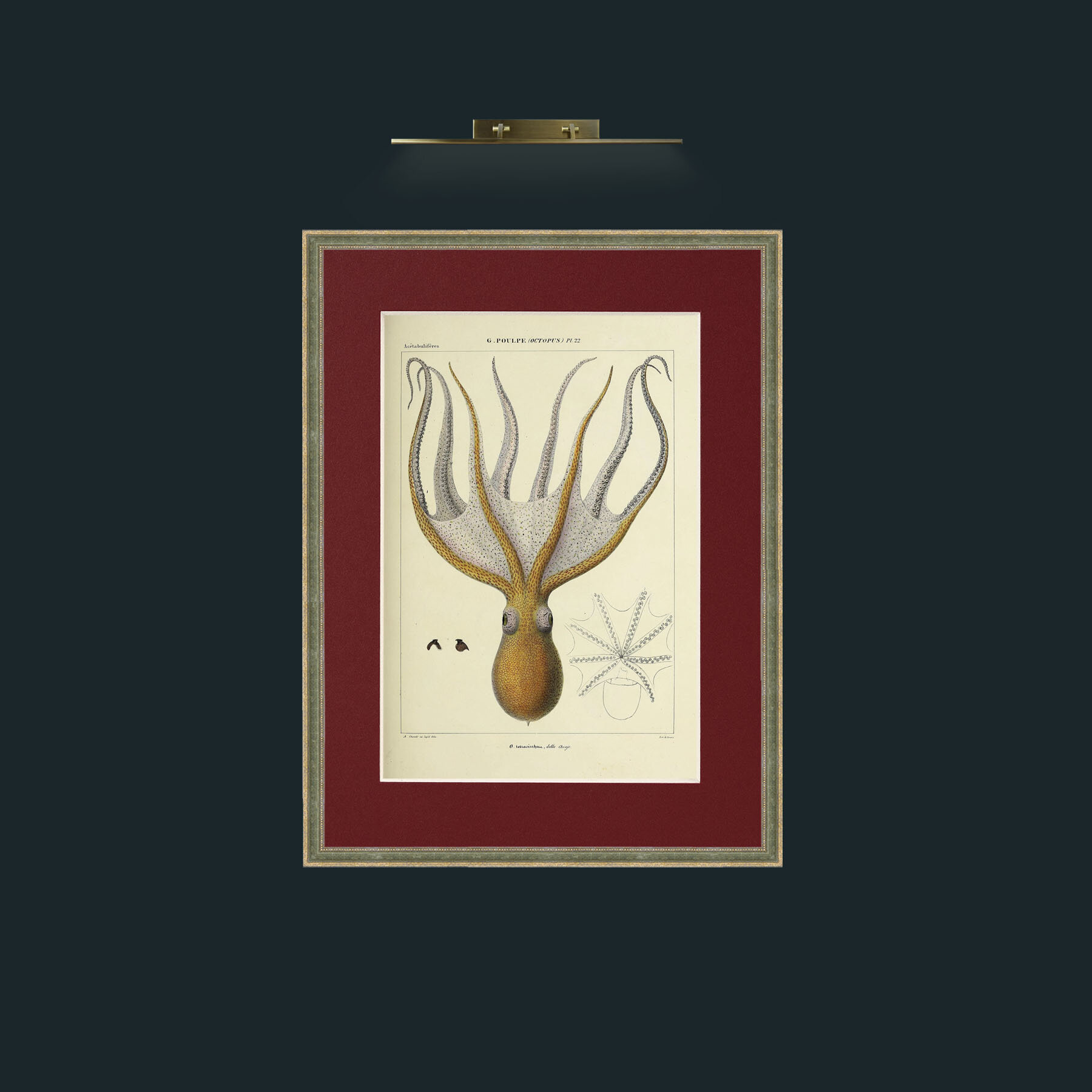 Art-Yellow Octapus.jpg-Frame-2GreenGiltTextured-Mount-4Red.jpg