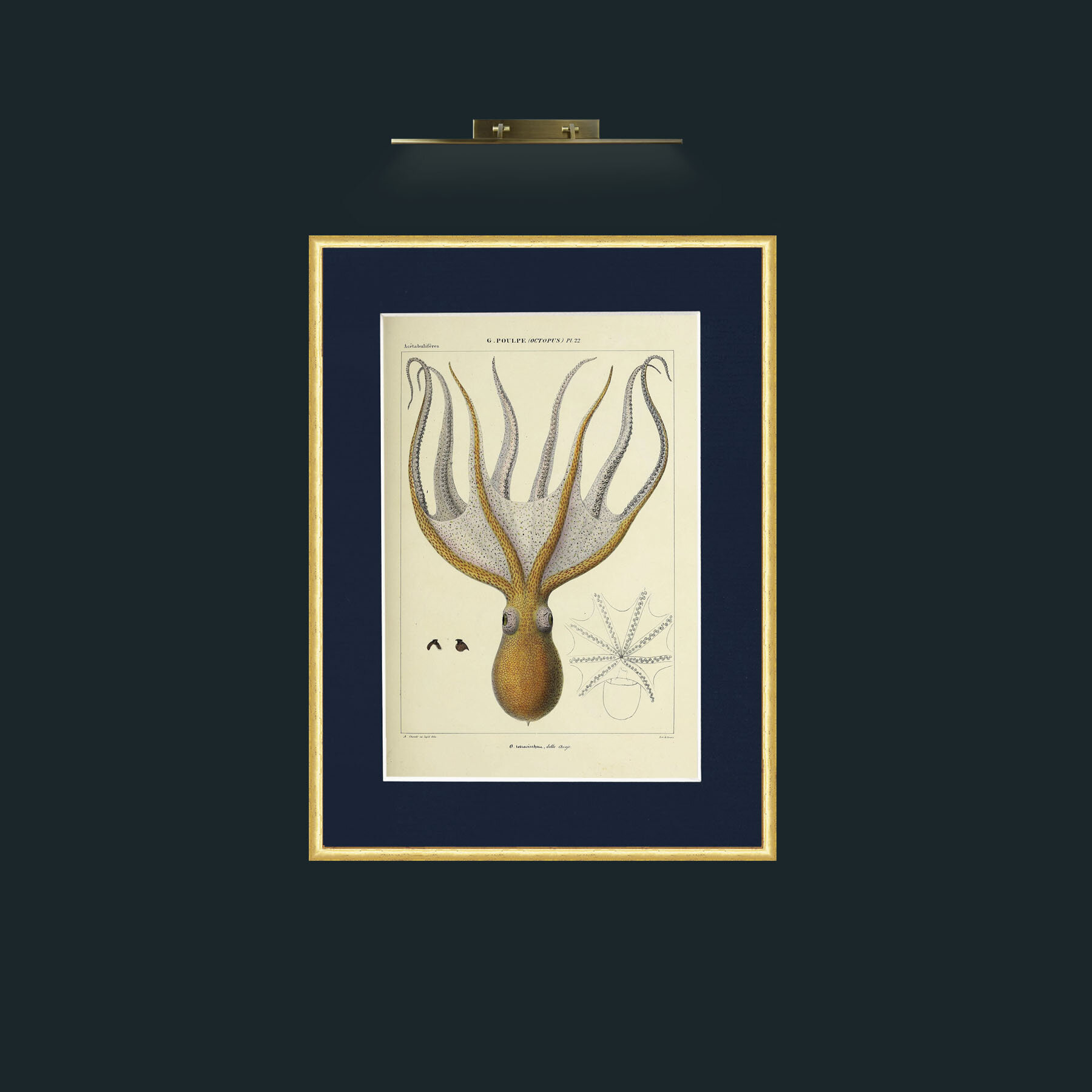 Art-Yellow Octapus.jpg-Frame-3RoundedGilt-Mount-3Blue.jpg