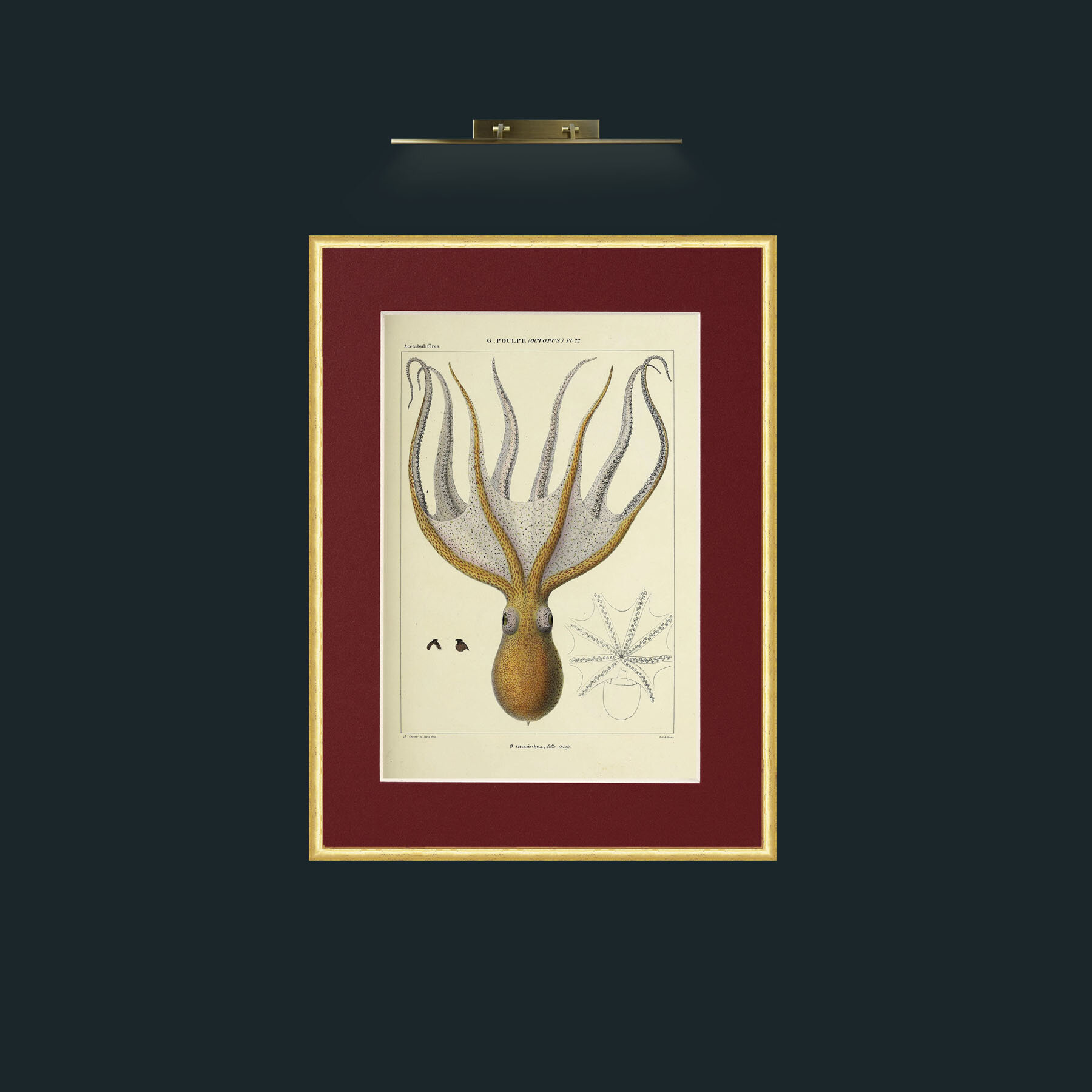 Art-Yellow Octapus.jpg-Frame-3RoundedGilt-Mount-4Red.jpg